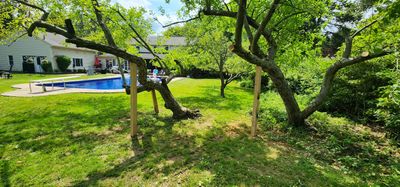 Tree Preservation