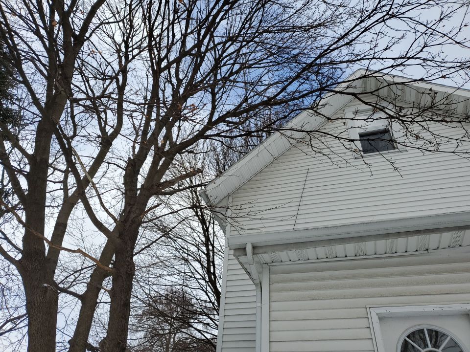 Tree Trimming using Tree Pruing by Mike Jones & Sons Tree Service LLC 