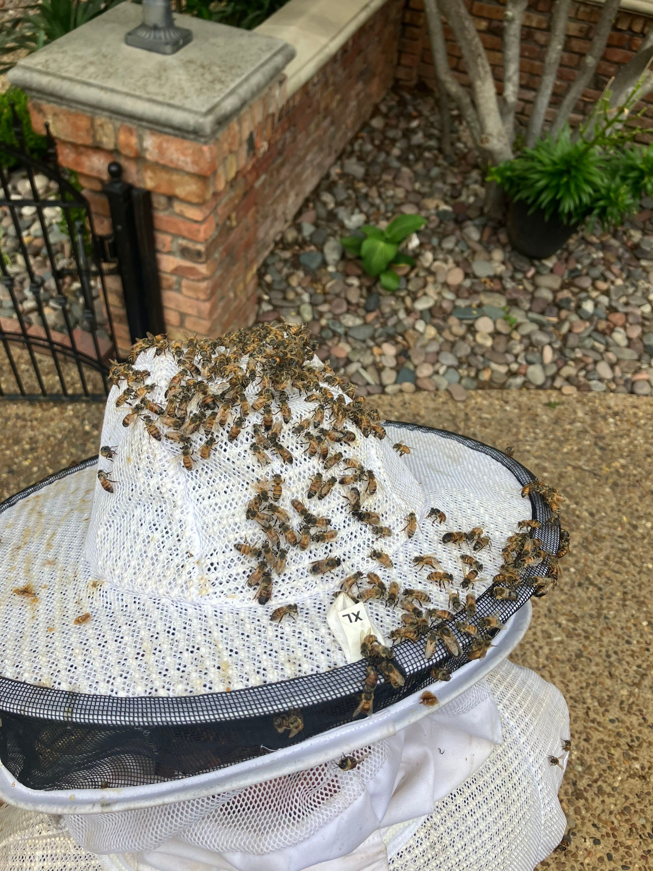 Wedged and Woody Bees by Rockwall Honey Bee Company