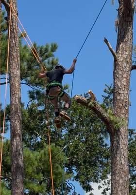 Tree Removal | Episcopal School of Jacksonville