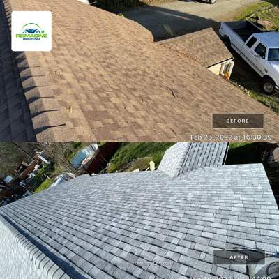 Silver Birch Shingles