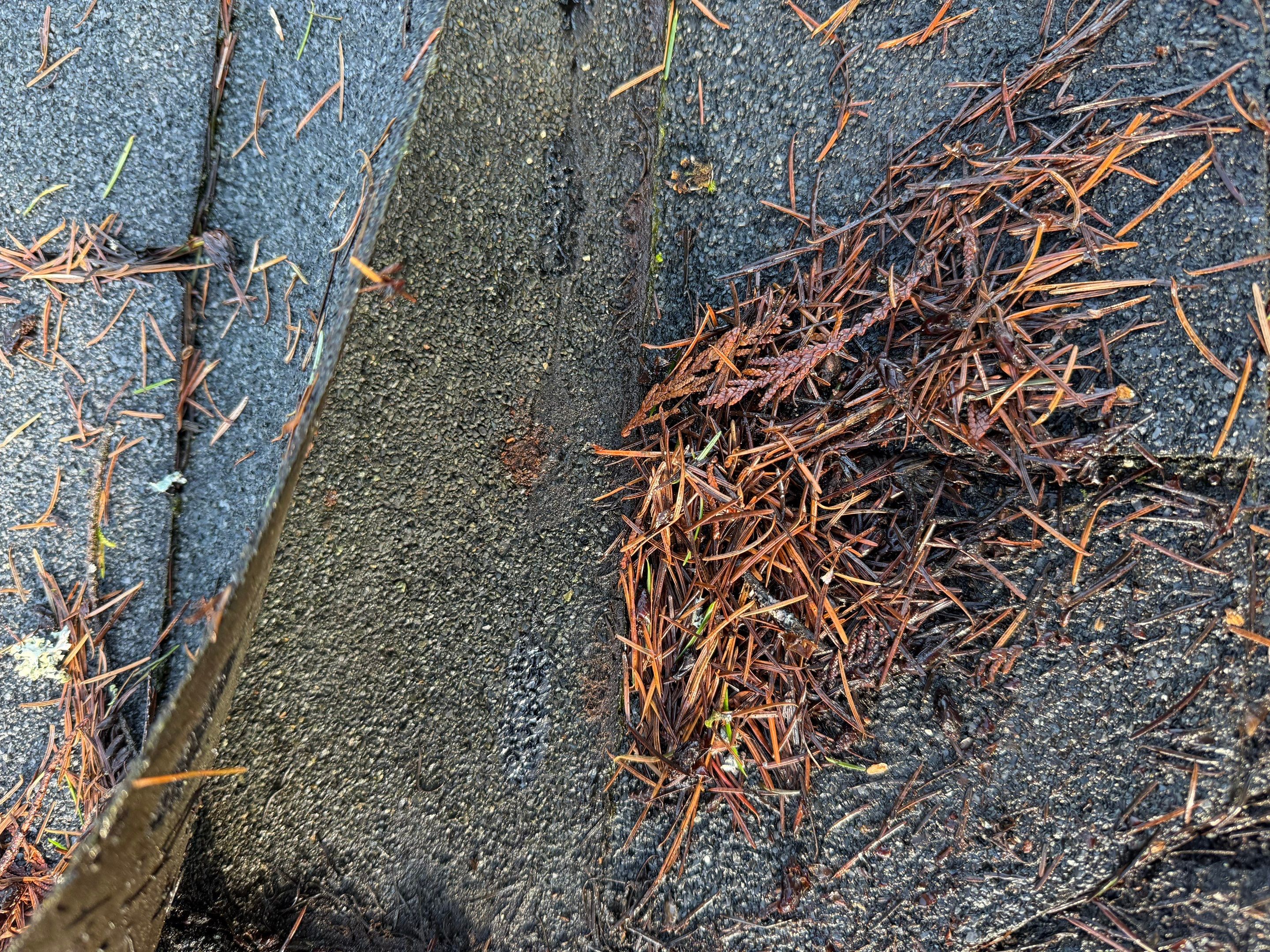 Residential Roof Repair Estimate in Port Orchard, WA by Hanley Construction
