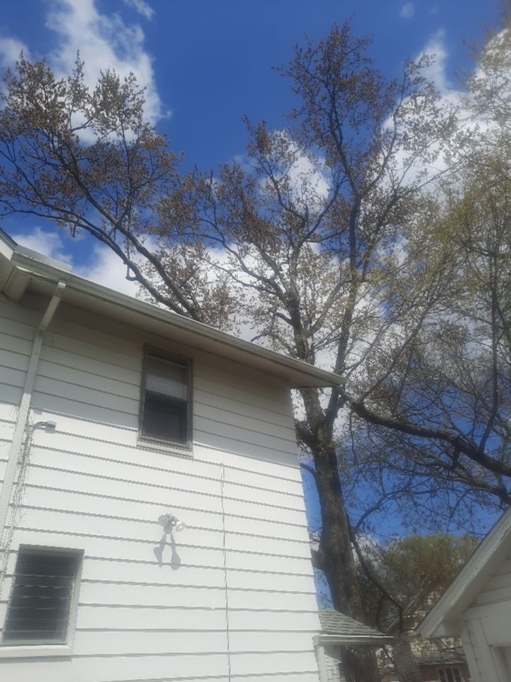 Tree Trimming using Tree Pruing by Mike Jones & Sons Tree Service LLC 