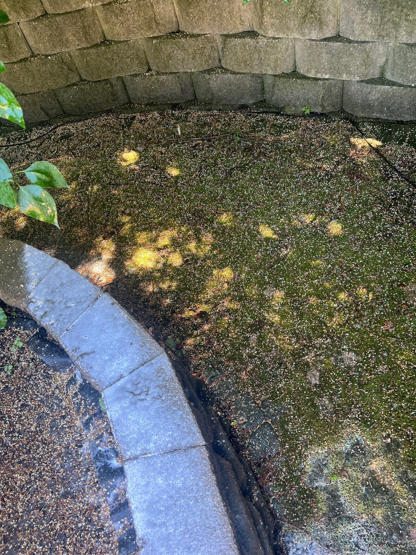 concrete cleaning using Algaecide, soft wash soap by Northern Power Washing LLC.