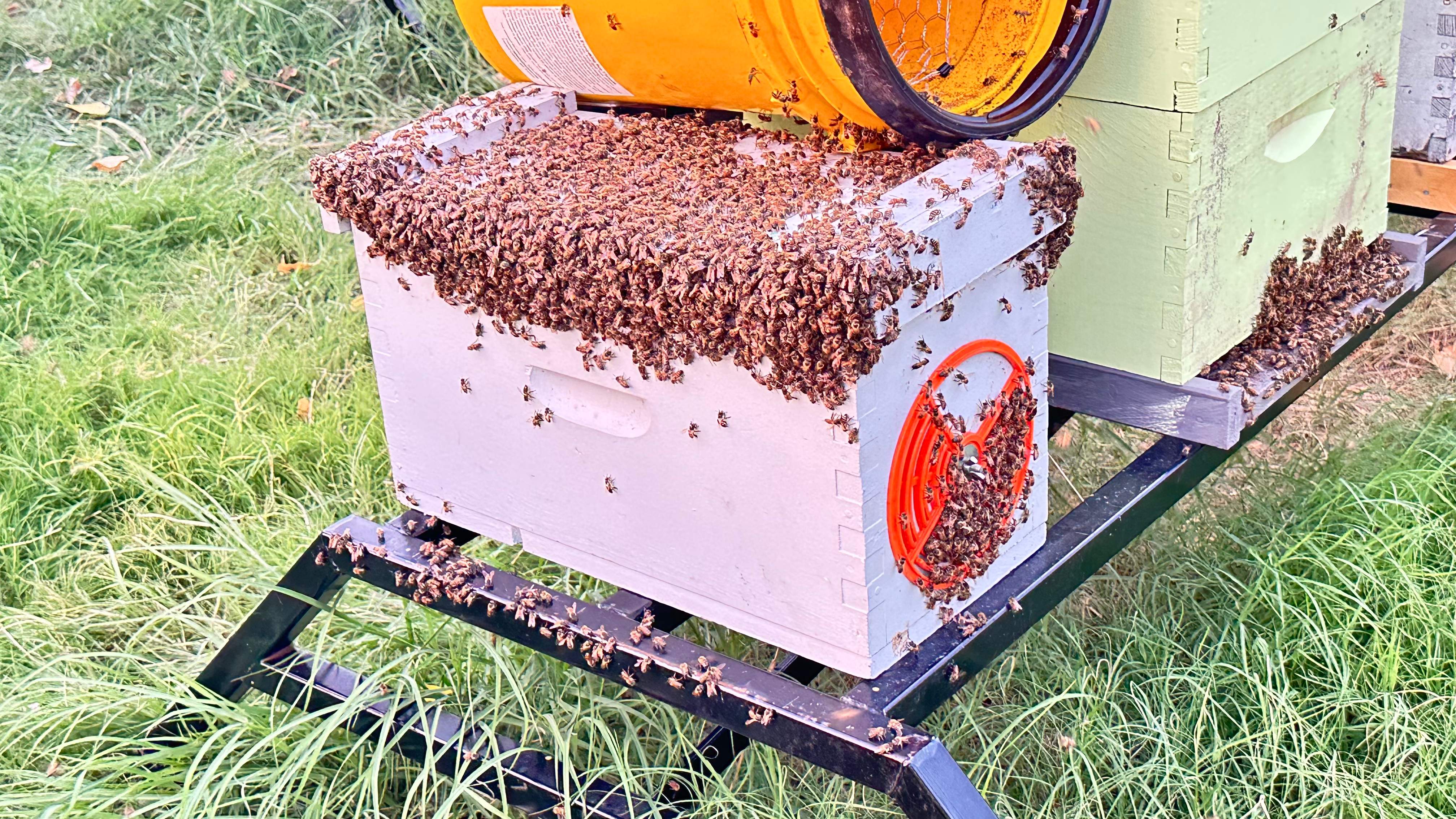 Tight Squeeze by Rockwall Honey Bee Company