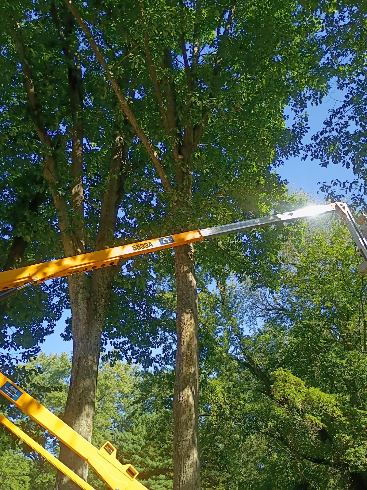 Tree Trimming & Tree Removal in Akron Ohio by Mike Jones & Sons Tree Service LLC 