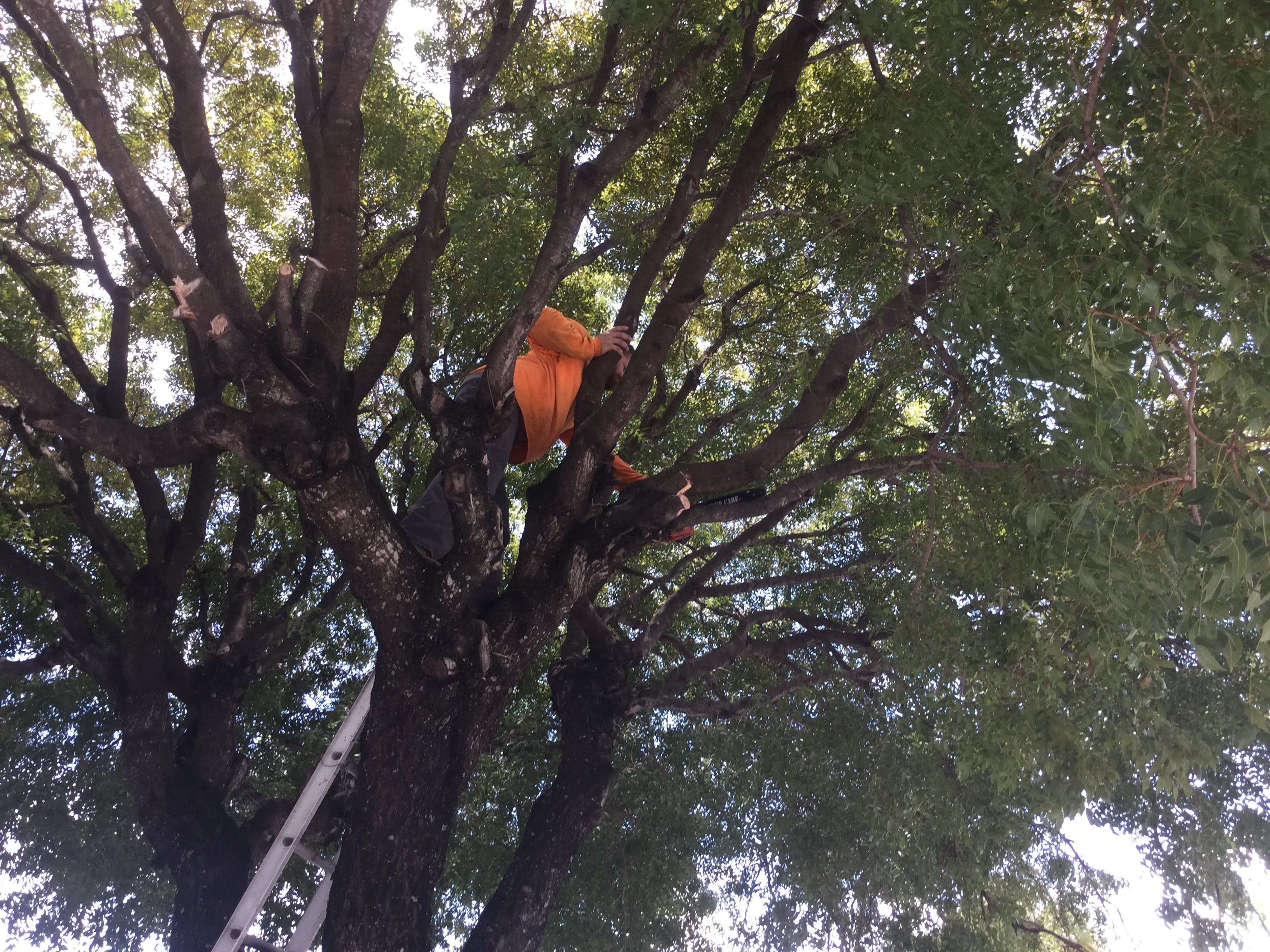 Commercial Tree Trimming & Debris Removal by
M.A.B. Landscaping & Property Maintenance