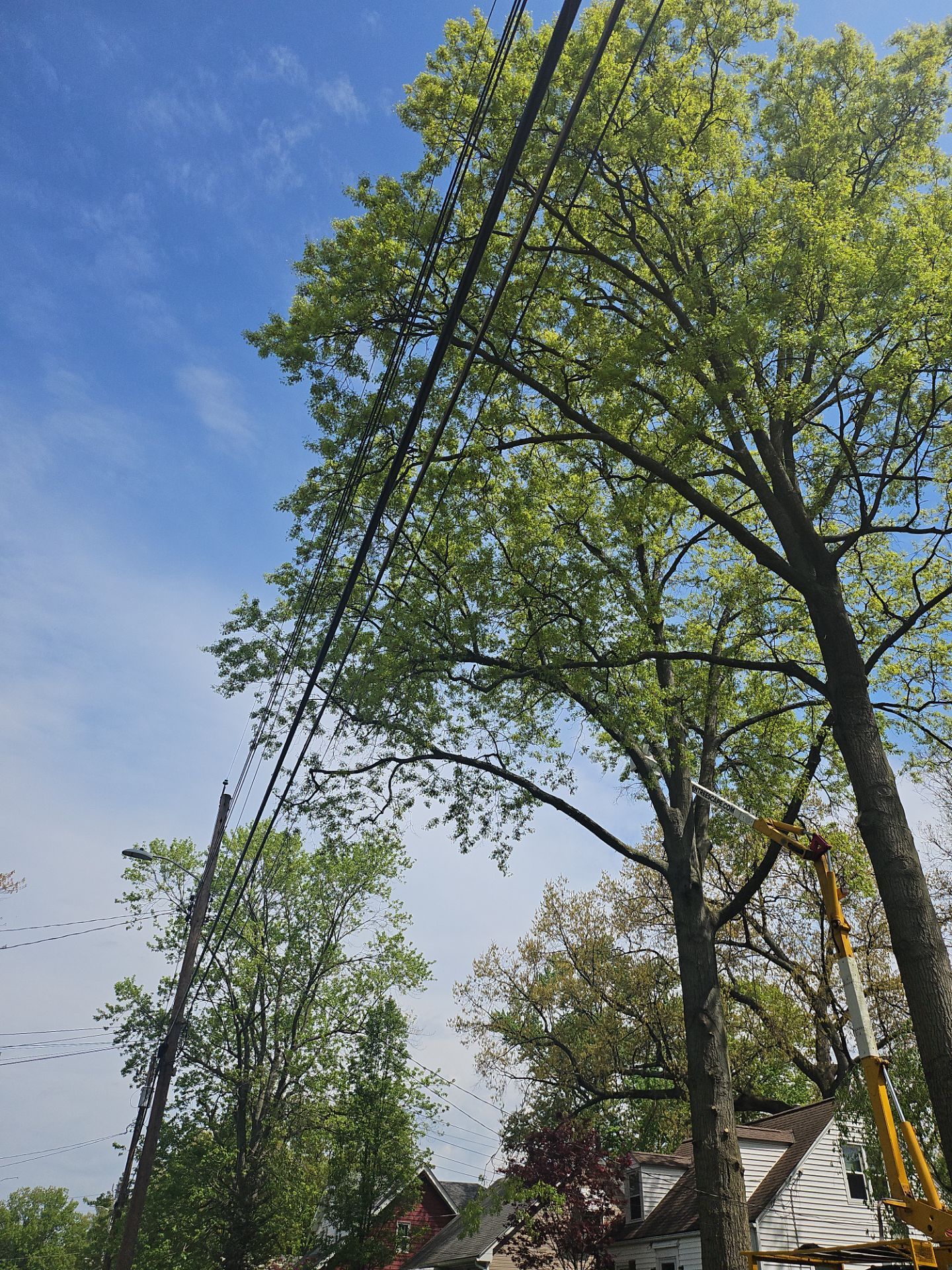 Tree Trimming using Tree Pruing by Mike Jones & Sons Tree Service LLC 