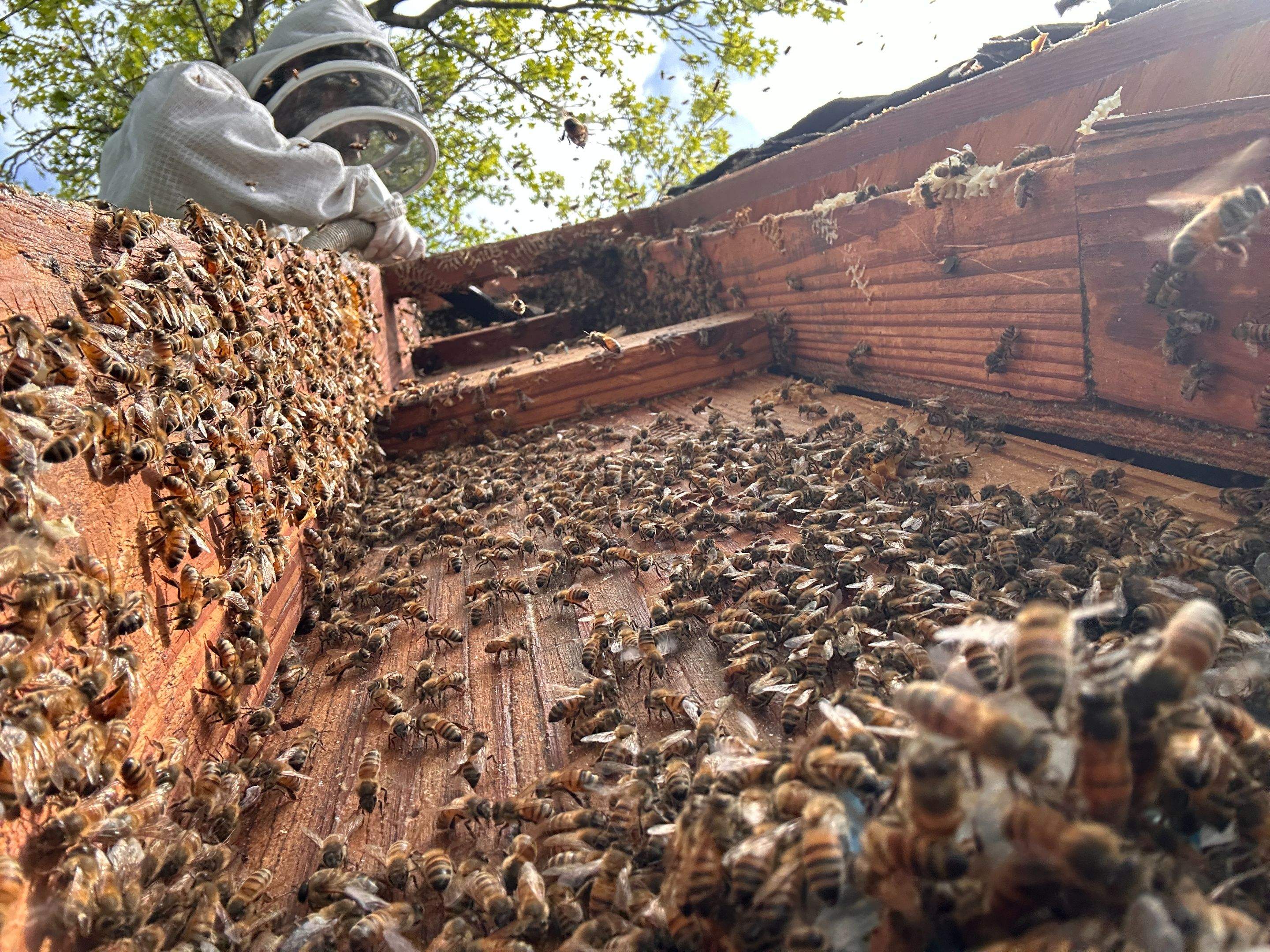 Commercial Roof by Rockwall Honey Bee Company