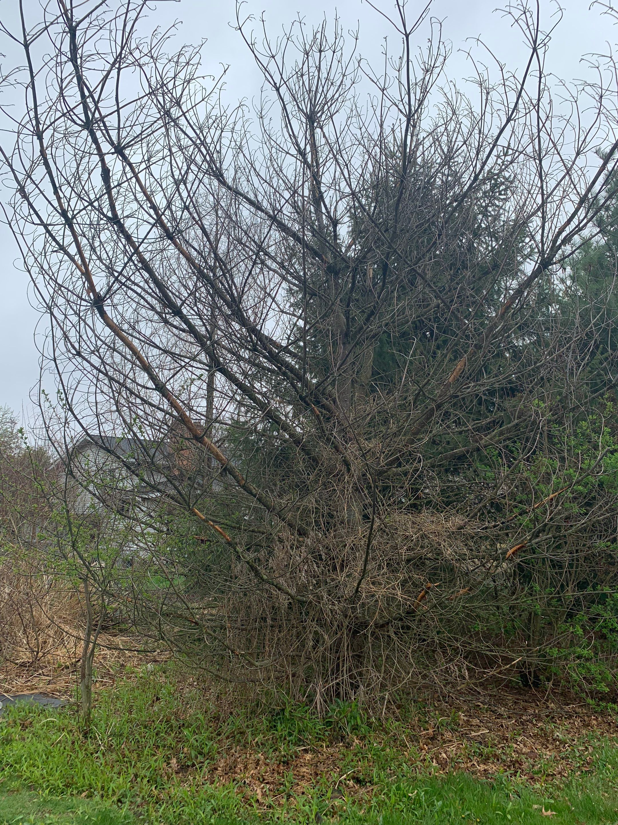 Tree Removal using Tree Removal by Mike Jones & Sons Tree Service LLC 