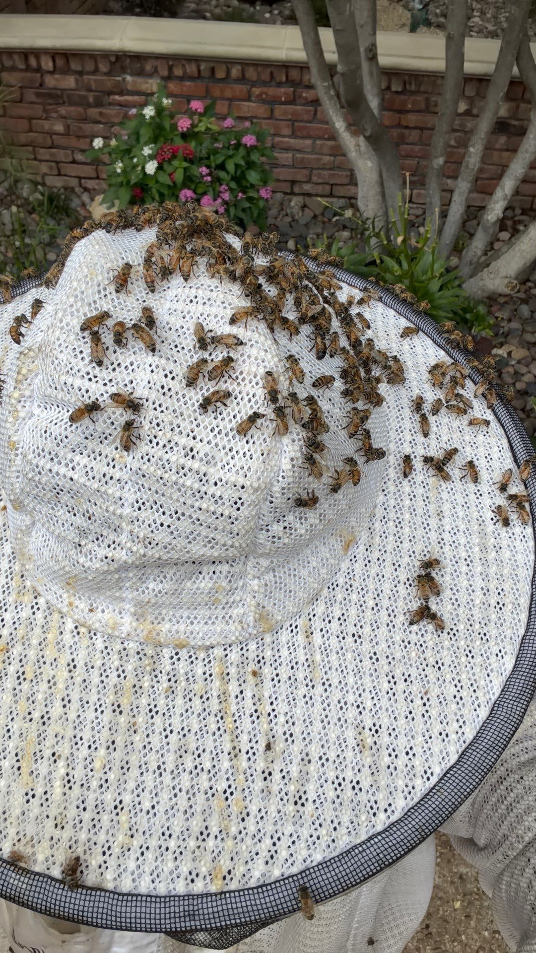 Wedged and Woody Bees by Rockwall Honey Bee Company
