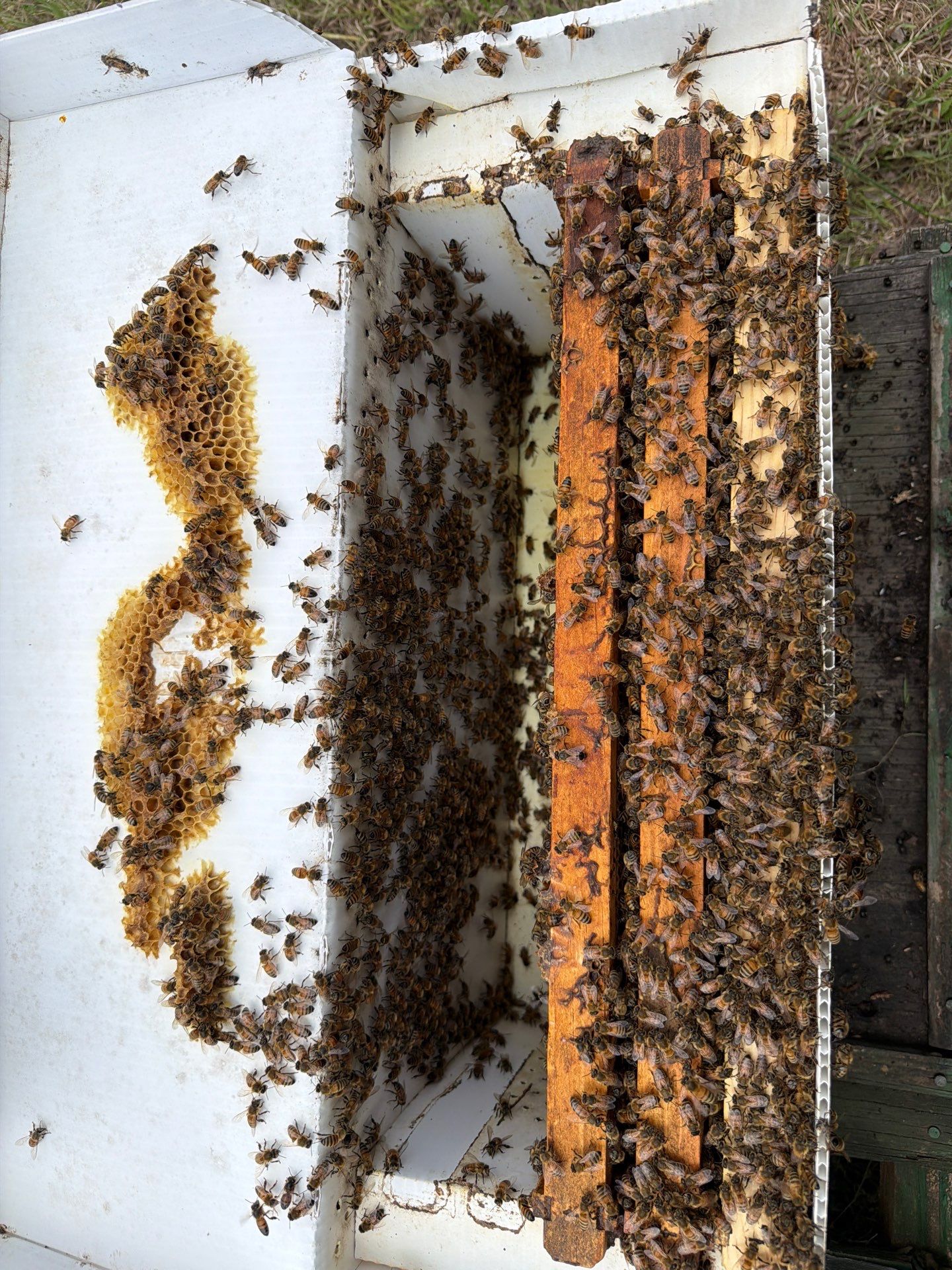 Ag. Exempt in Anna by Rockwall Honey Bee Company