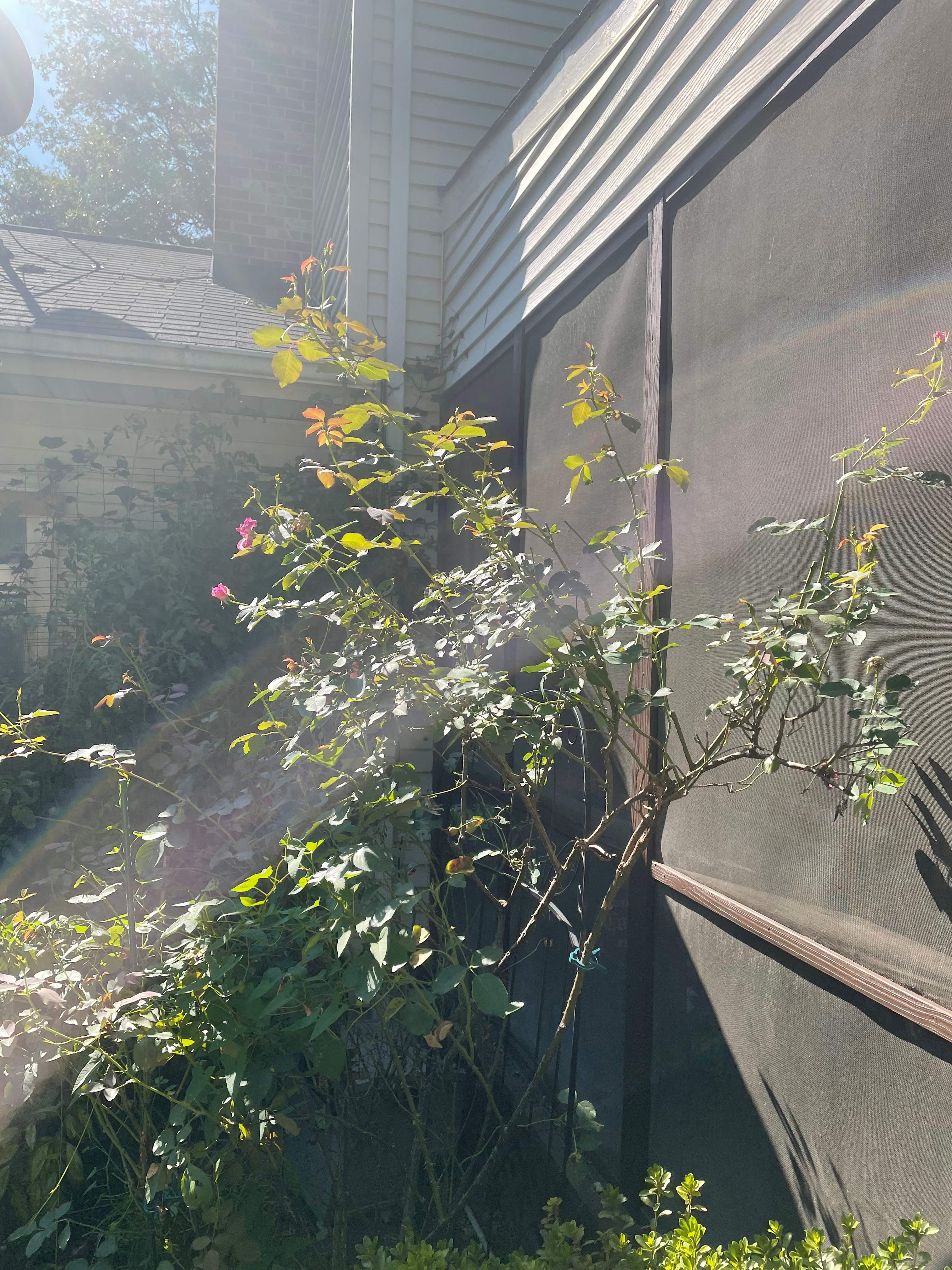 laundry and Cabana bath addition, Vienna, VA by Fairfax Contractors, LLC
