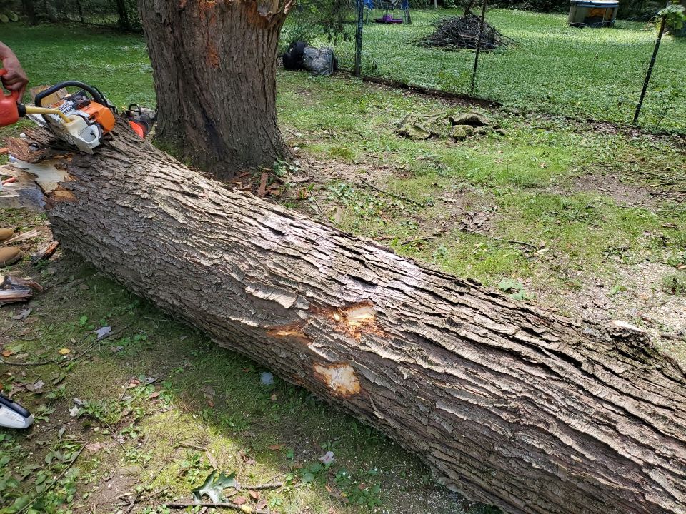 Storm Damaged Tree Removal  by Mike Jones & Sons Tree Service LLC 