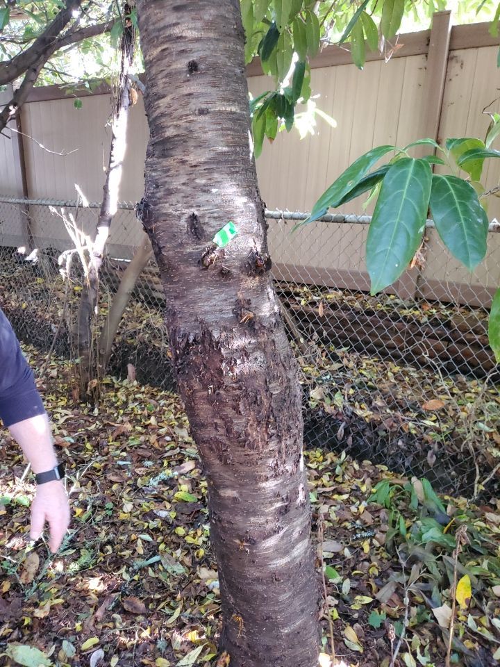 Tree Removal using Tree Removal by Mike Jones & Sons Tree Service LLC 