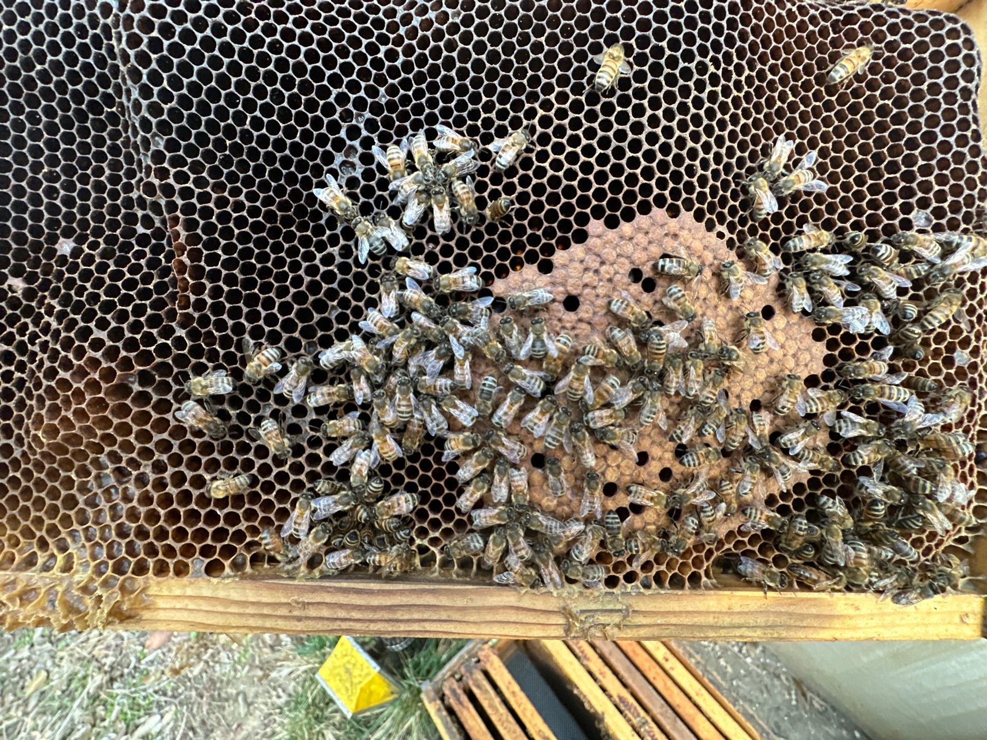 Tucked Away on McKinney Ave by Rockwall Honey Bee Company