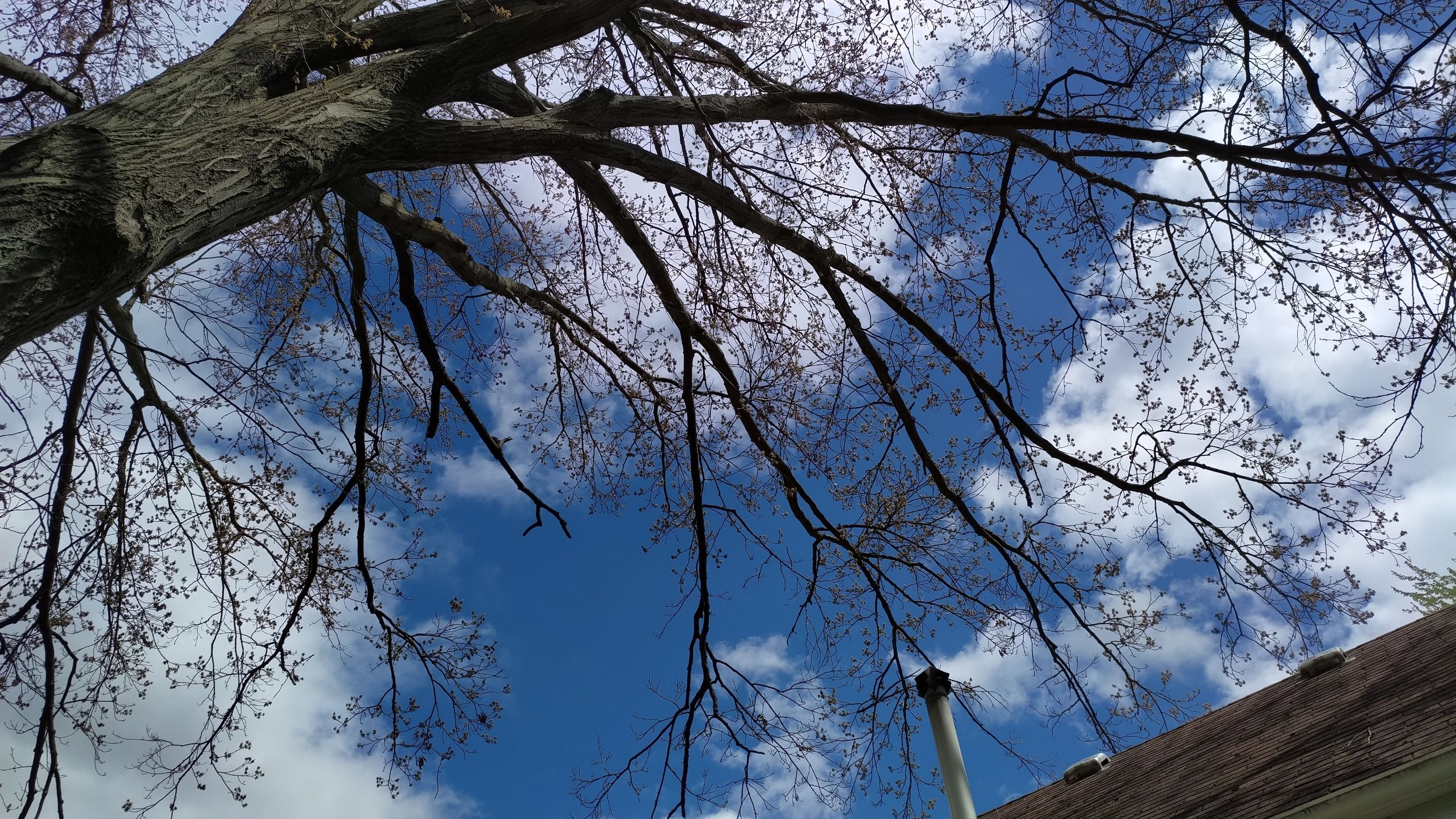 Tree Trimming using Tree Pruing by Mike Jones & Sons Tree Service LLC 