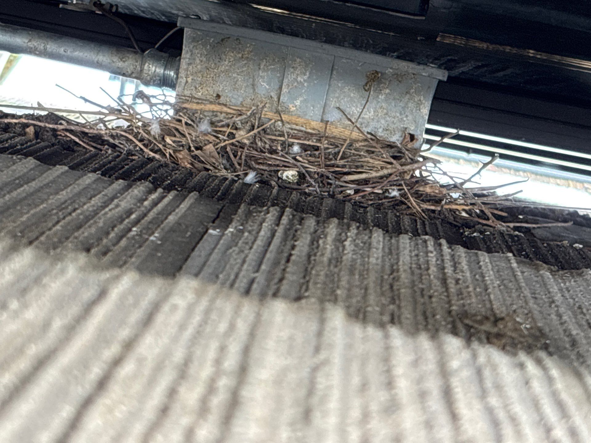 Moss Removal by Top Elevation