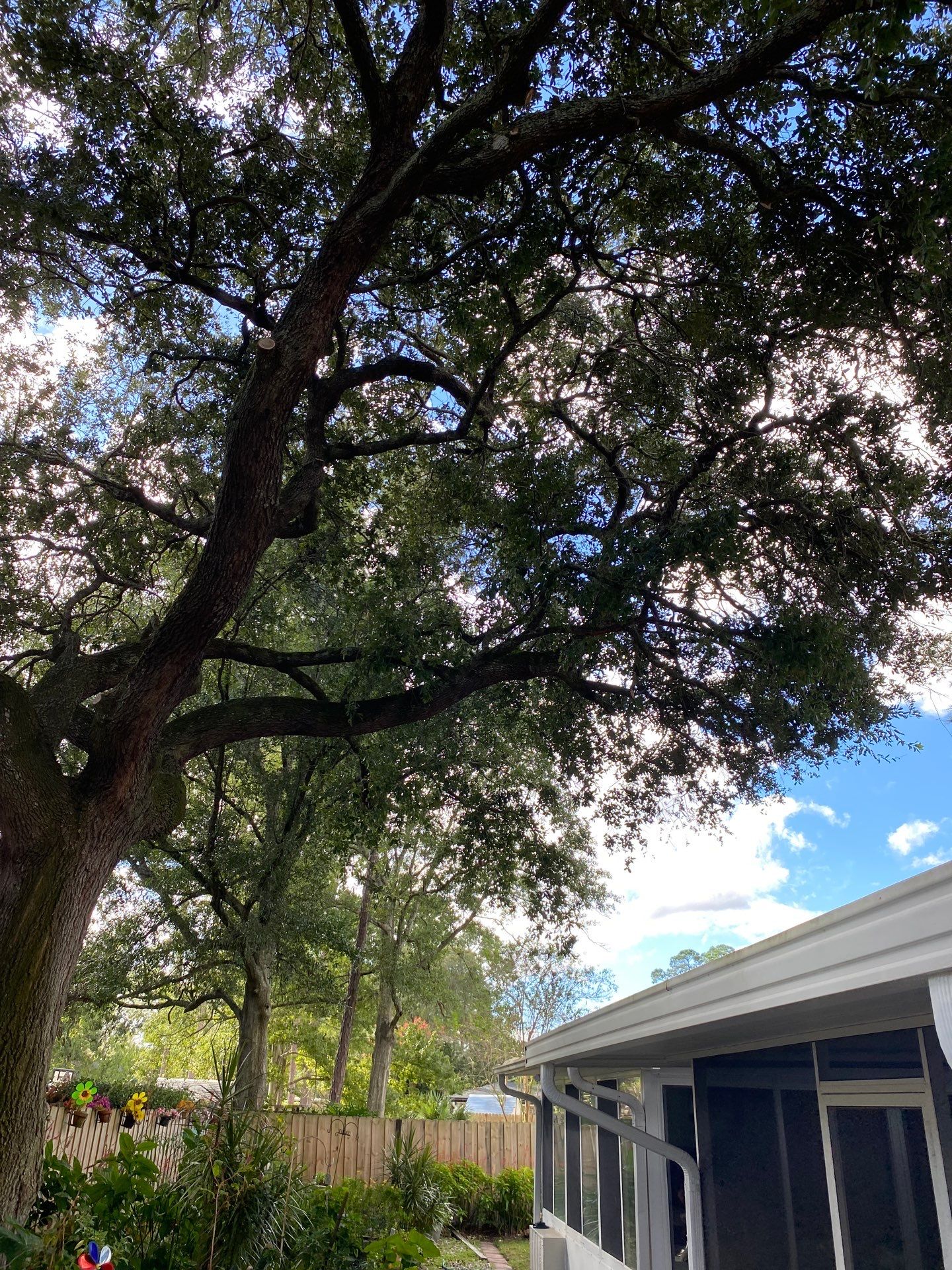 Tree Trimming | Residential by ProGreen Services