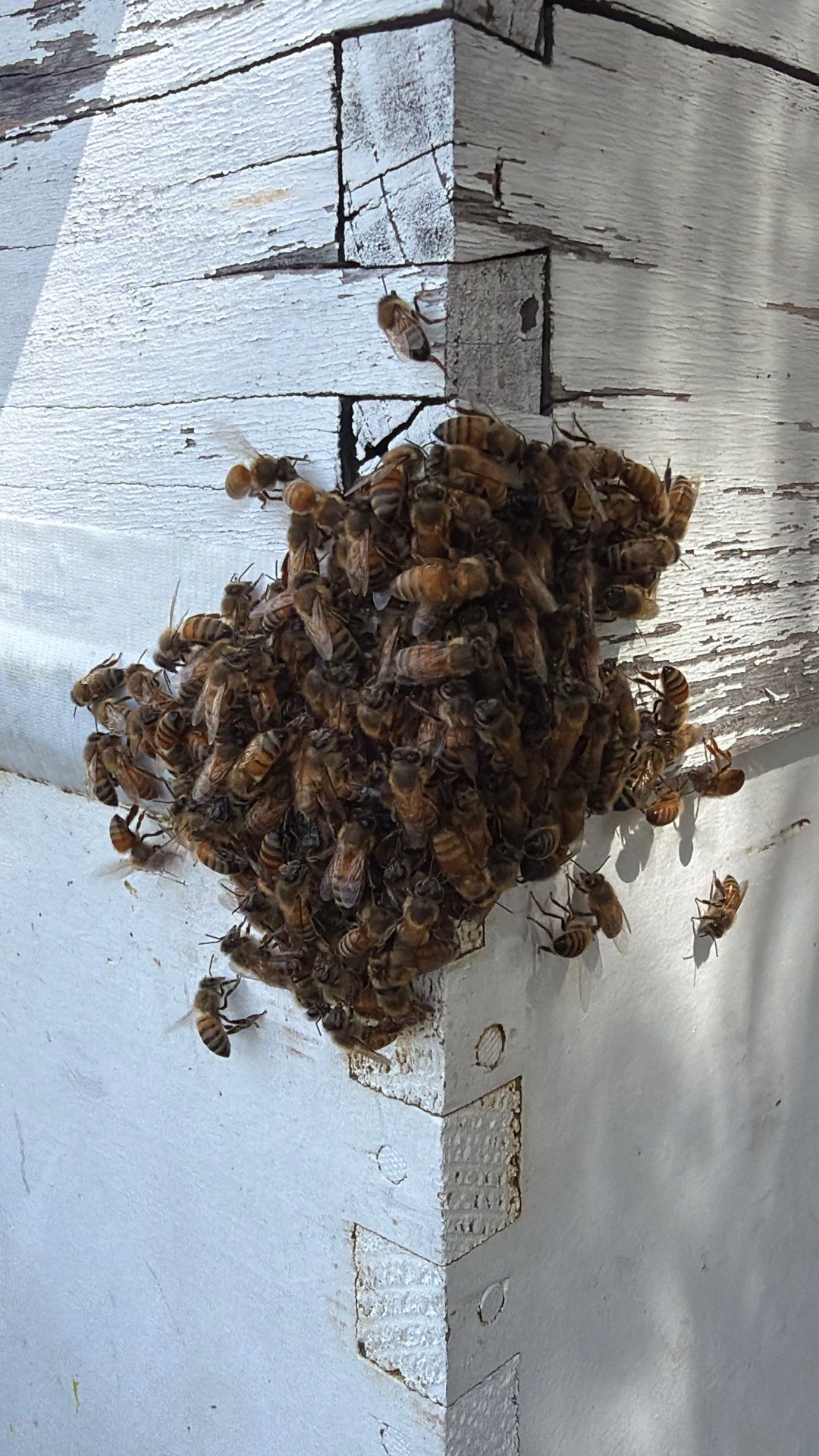 Flood Culvert Bees by Rockwall Honey Bee Company