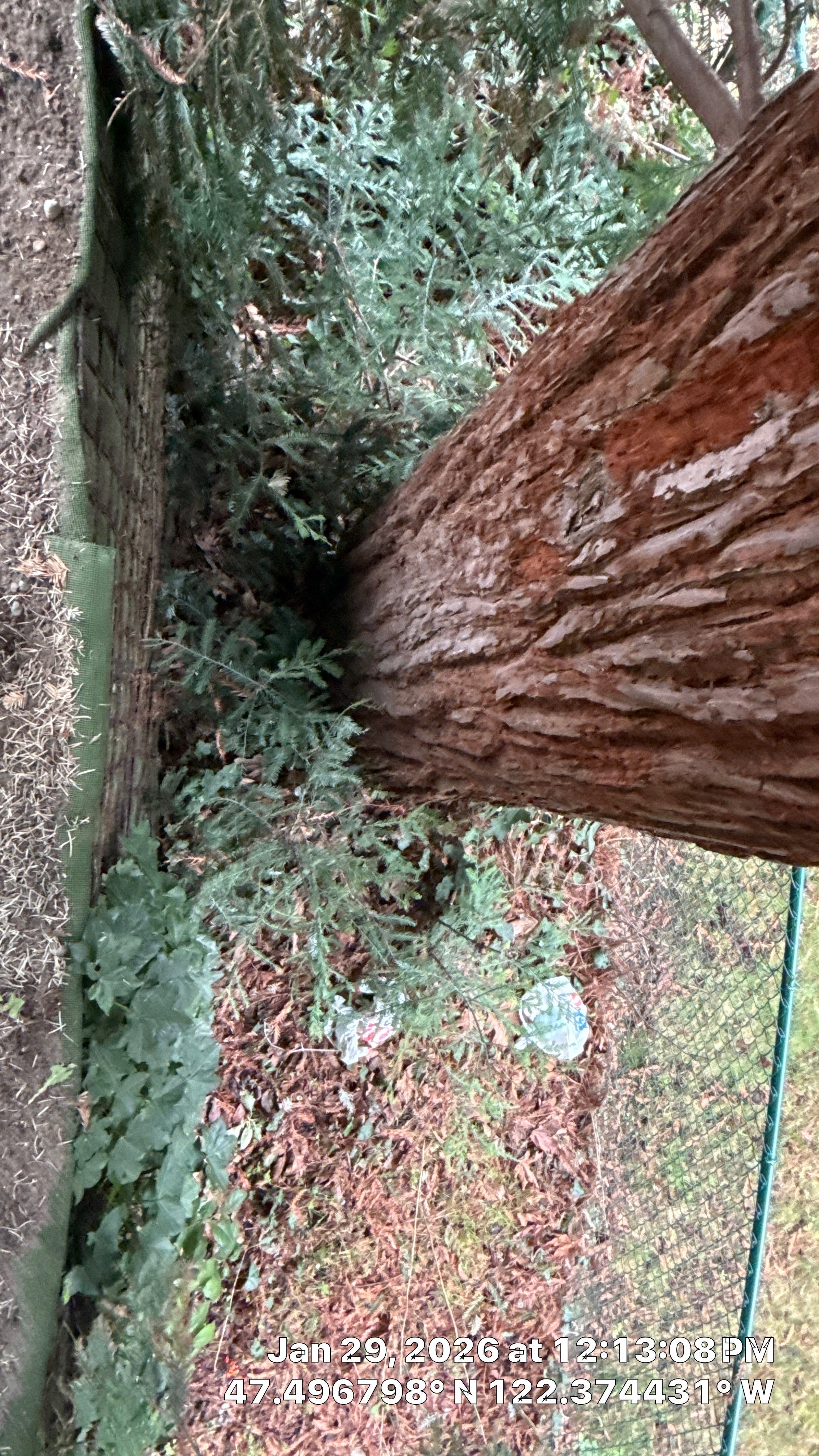 Arborist Report for Redwood Tree with Root System Concerns – Seattle, WA by Sound Tree Care LLC