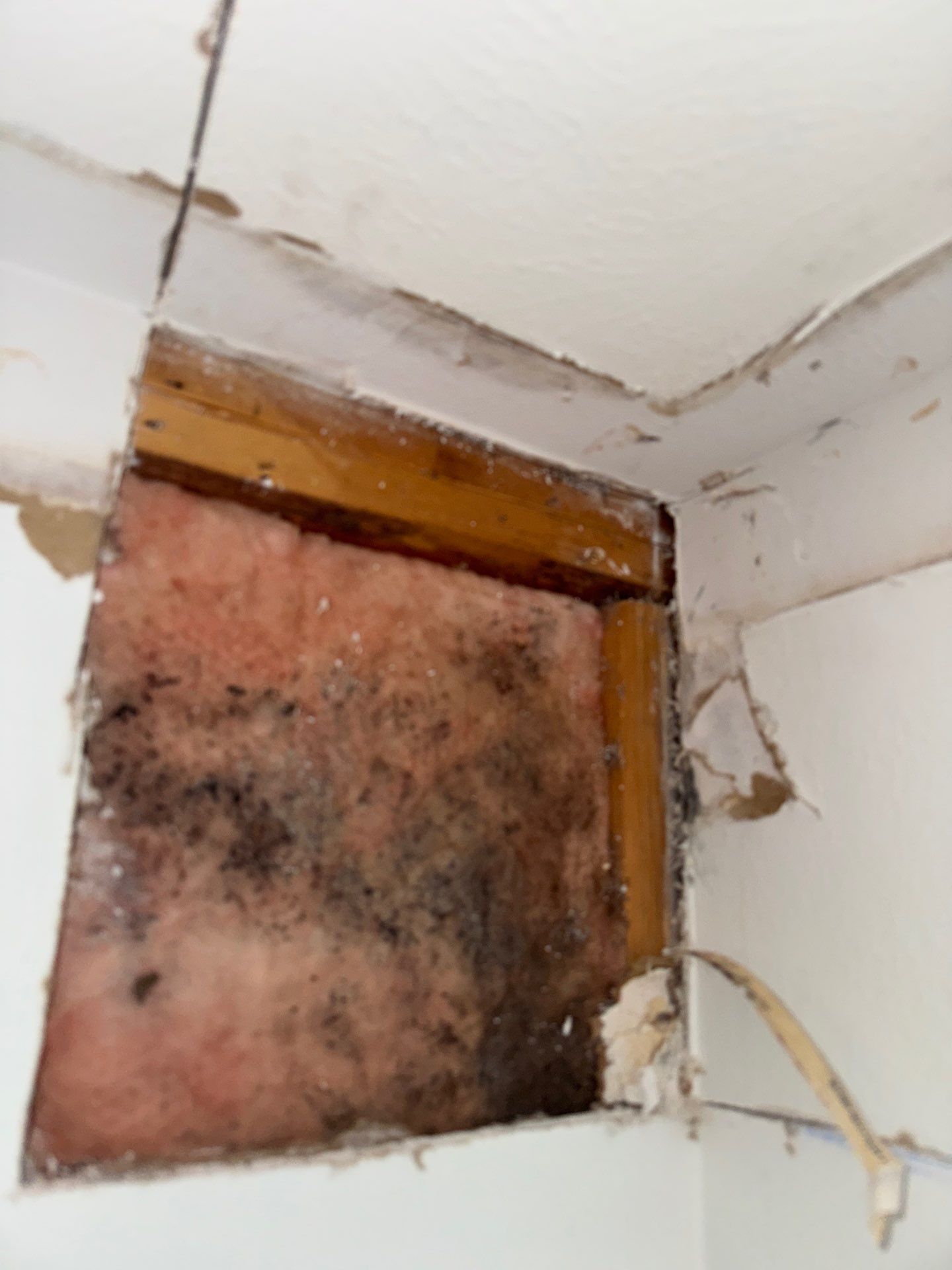 Mold Remediation Job in Richmond by Team Home Solutions