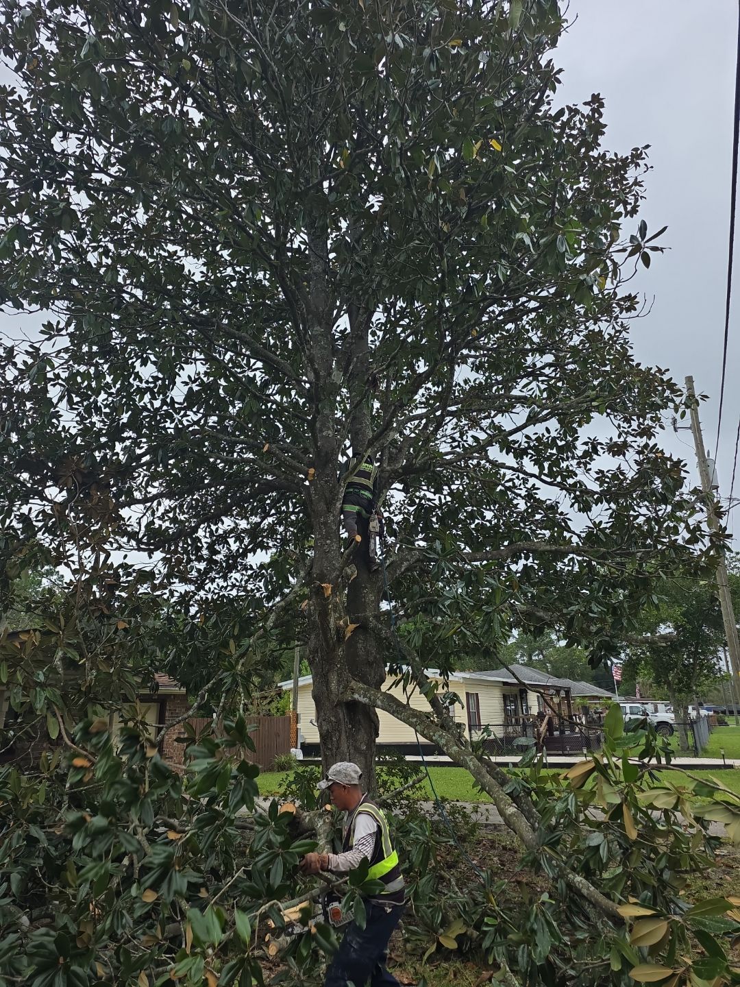 Tree Removal & Sod Install | Residential by ProGreen Services