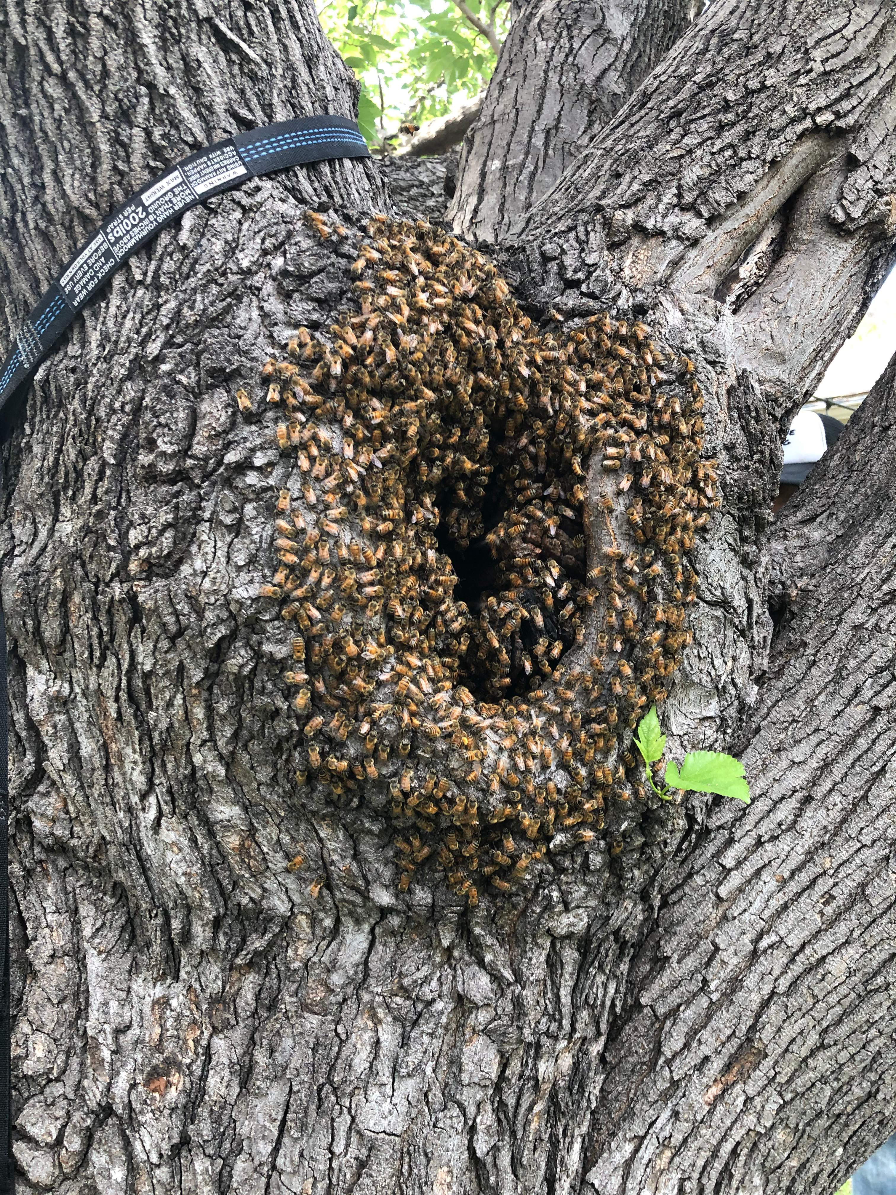 Smoked Out by Rockwall Honey Bee Company