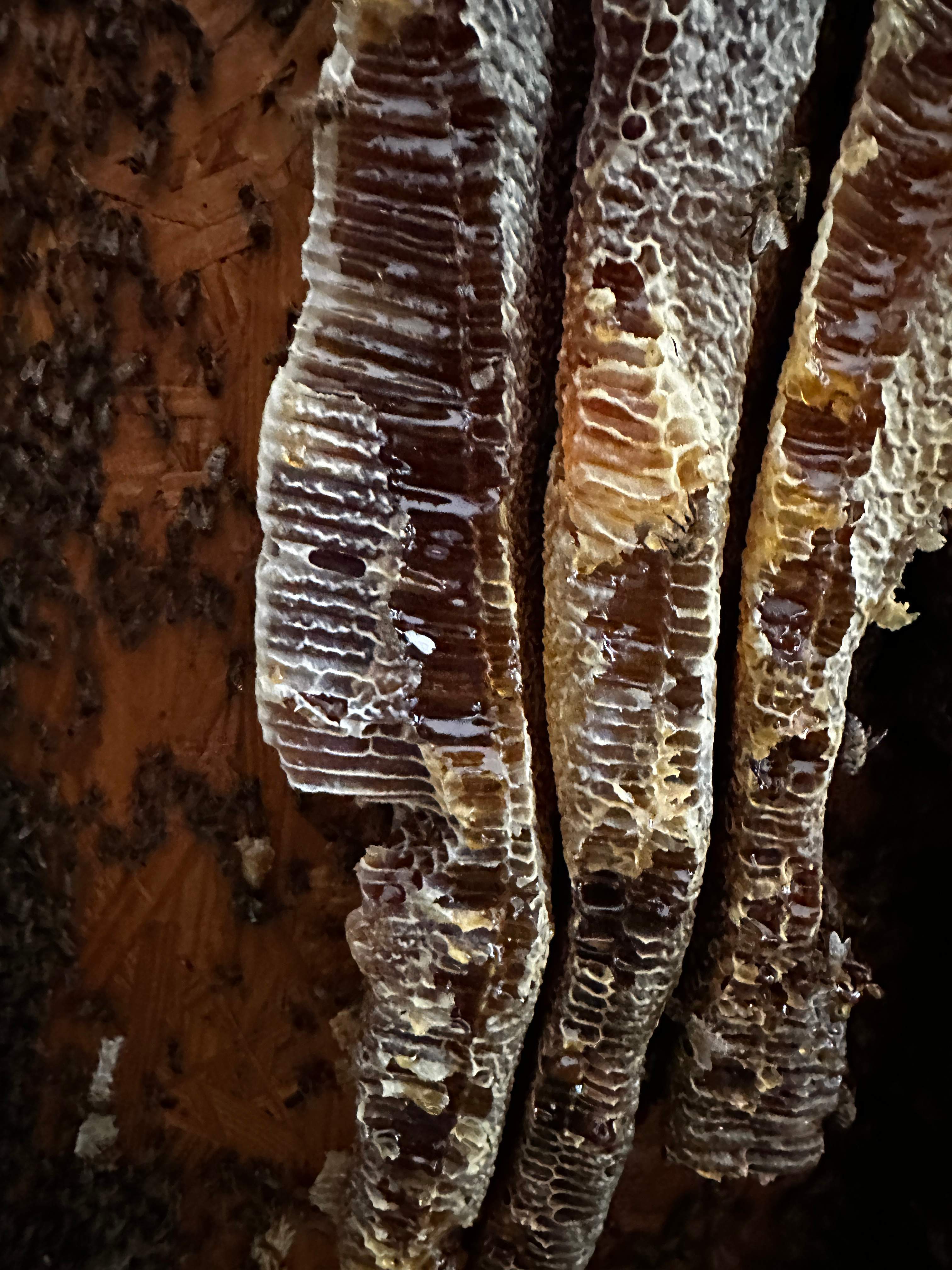 Beautiful Fresh Comb by Rockwall Honey Bee Company