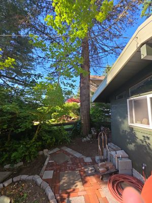 Tree Removal Near Homes in Burien, WA