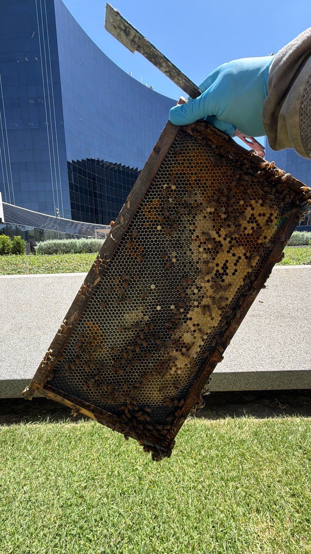Addison by Rockwall Honey Bee Company