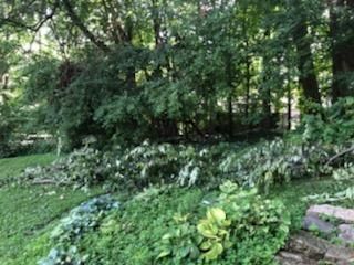 Tree Removal using Tree Removal by Mike Jones & Sons Tree Service LLC 