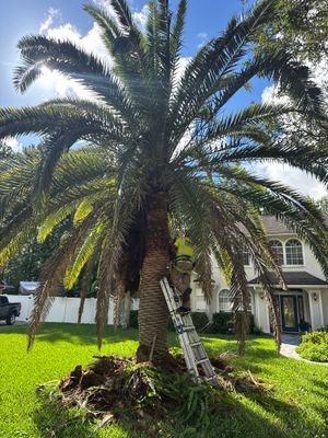 Residential | Tree & Palm Trimming