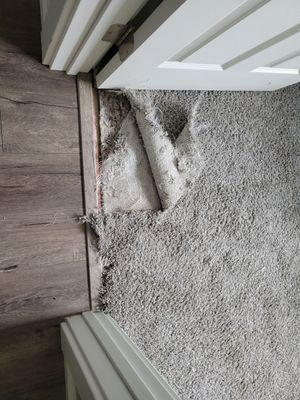Carpet Repair, Dog Damage in West Sac