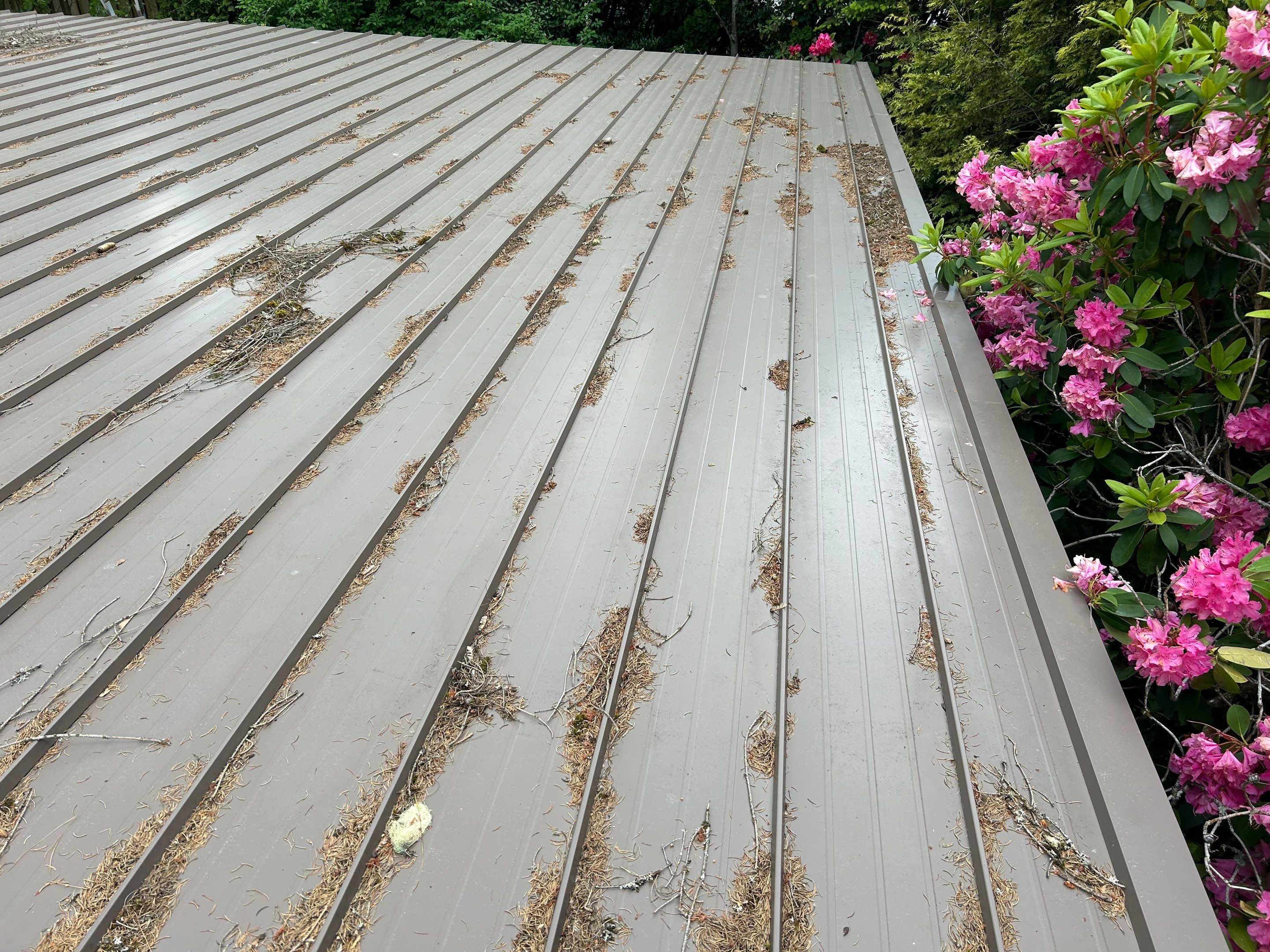 Roof Cleaning in Portland by Prodigy Roof Solutions