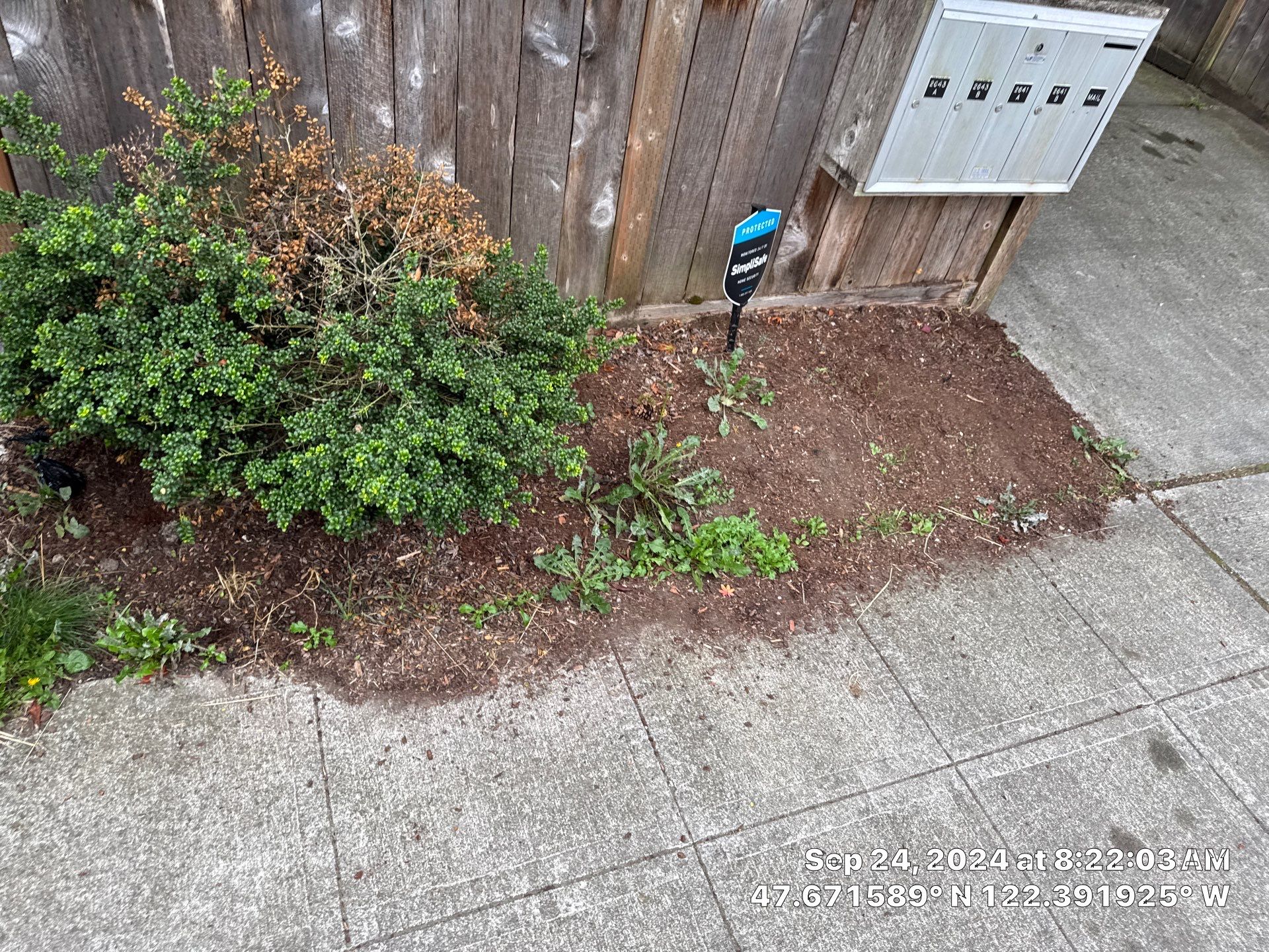 Paver Walkway & Turf Installation | Seattle  by Jireh Asphalt & Concrete Inc 