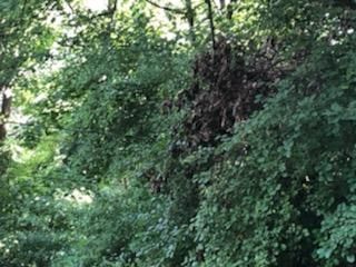 Tree Removal using Tree Removal by Mike Jones & Sons Tree Service LLC 