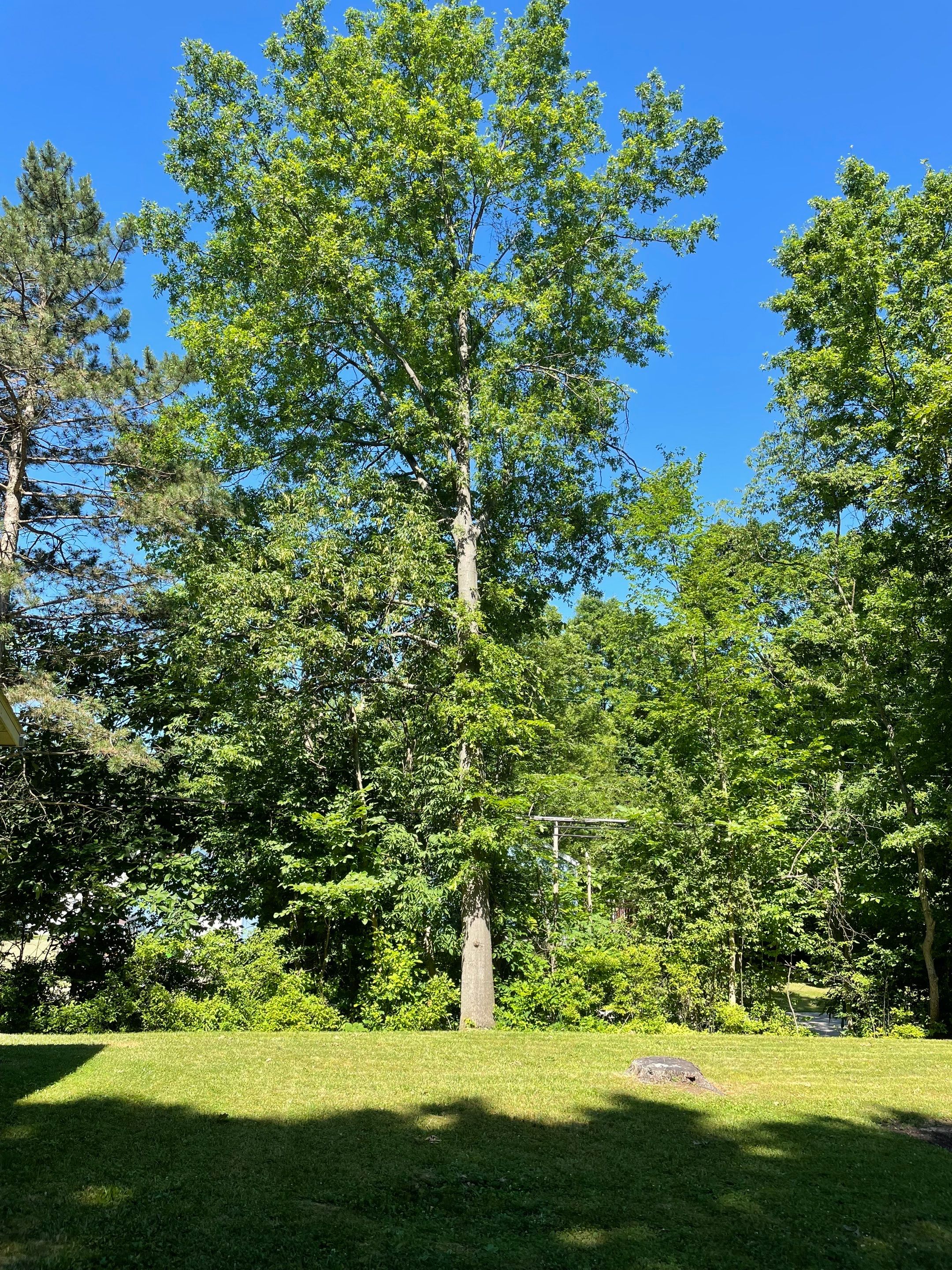 Tree Removal using Tree Removal by Mike Jones & Sons Tree Service LLC 