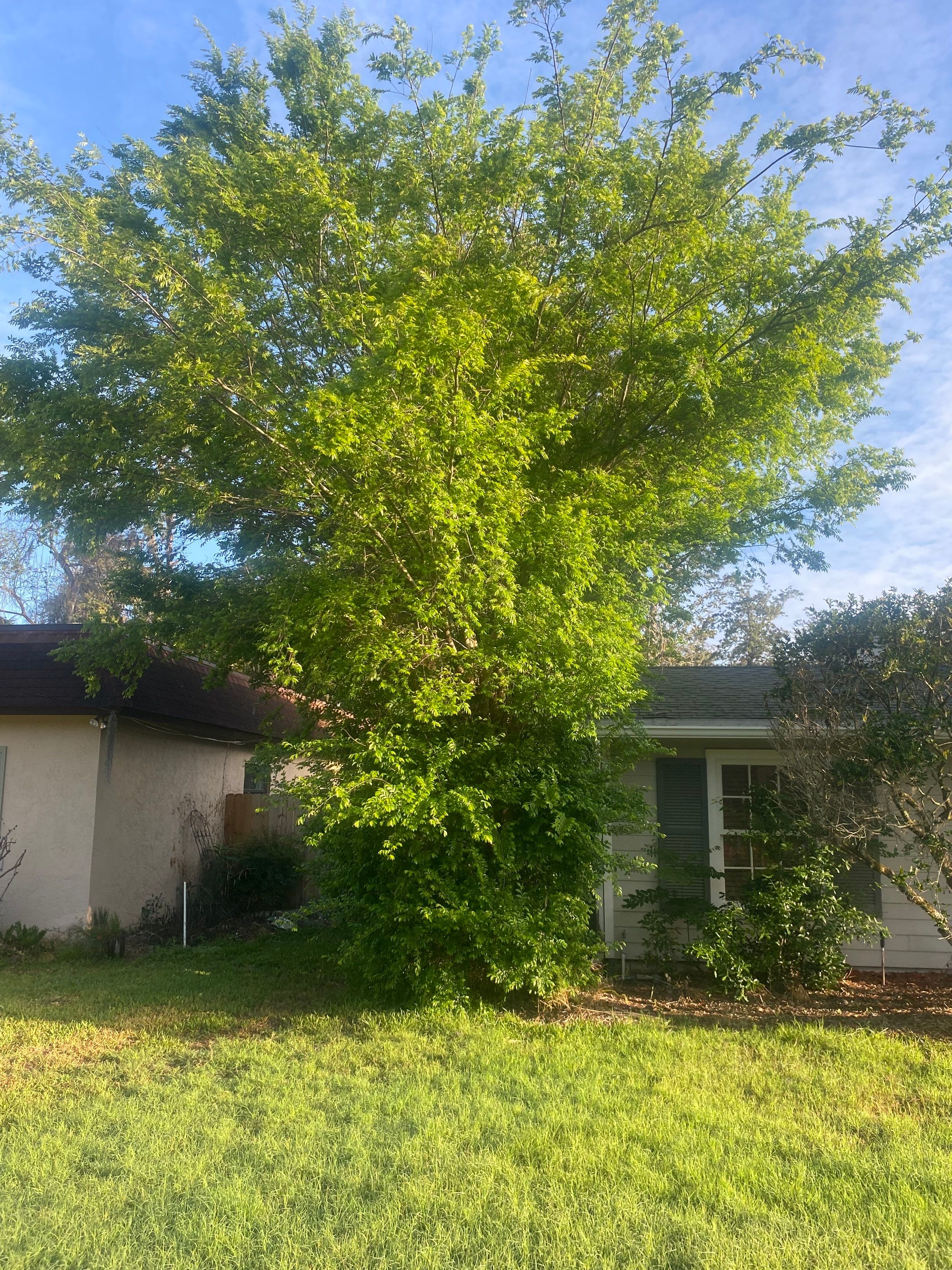 Residential | Tree Removal & Trimming by ProGreen Services