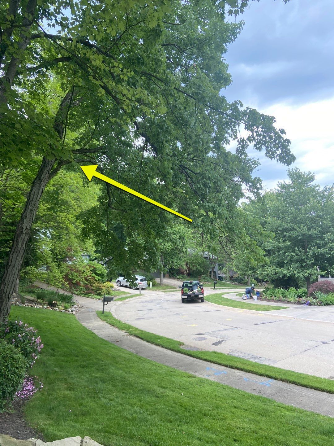 Tree Trimming using Tree Pruing by Mike Jones & Sons Tree Service LLC 