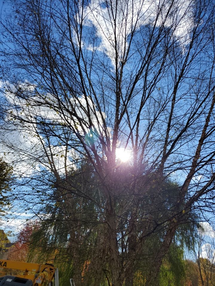 Tree Removal using Tree Removal by Mike Jones & Sons Tree Service LLC 