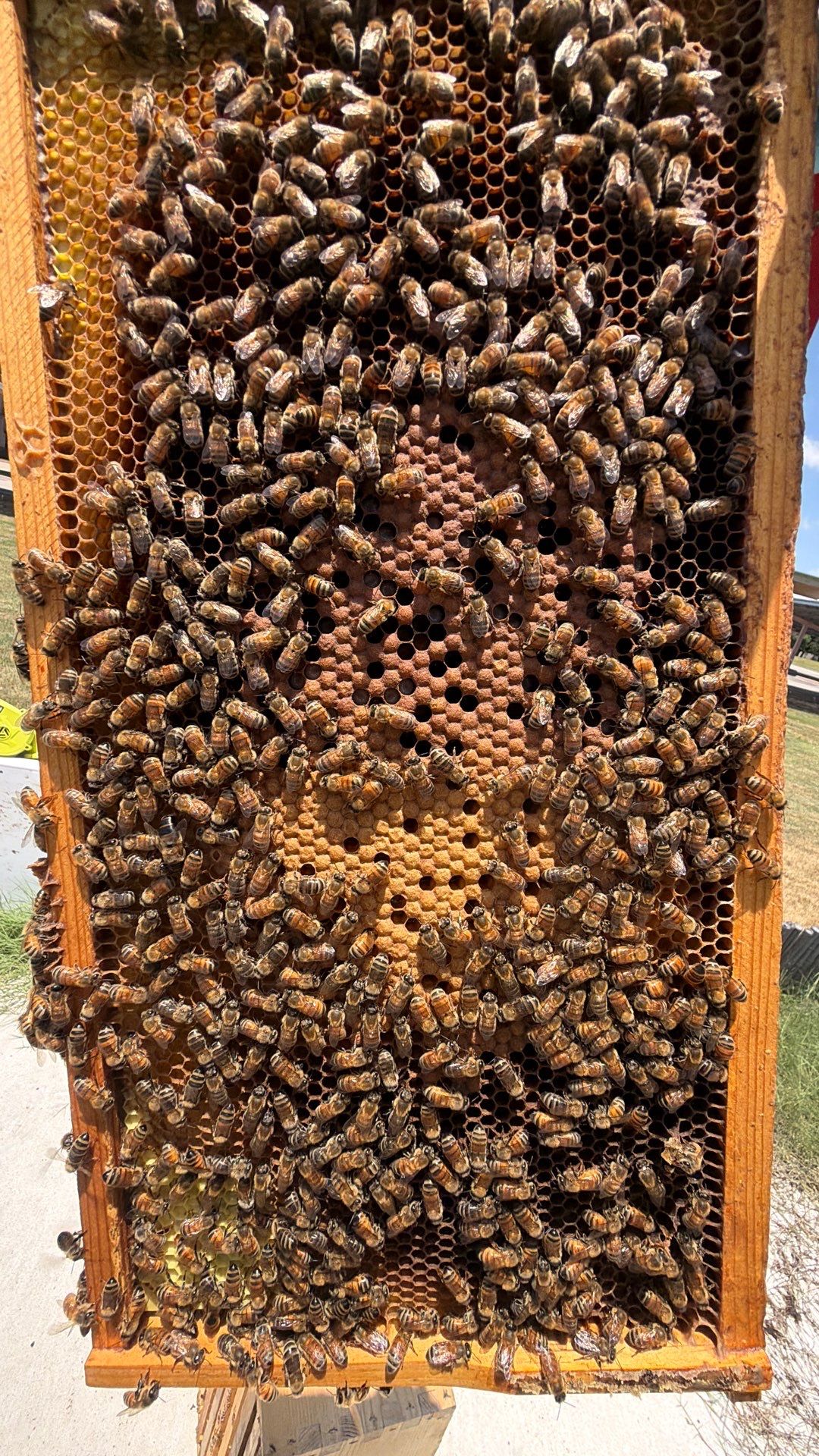 Bees at the Bank! by Rockwall Honey Bee Company