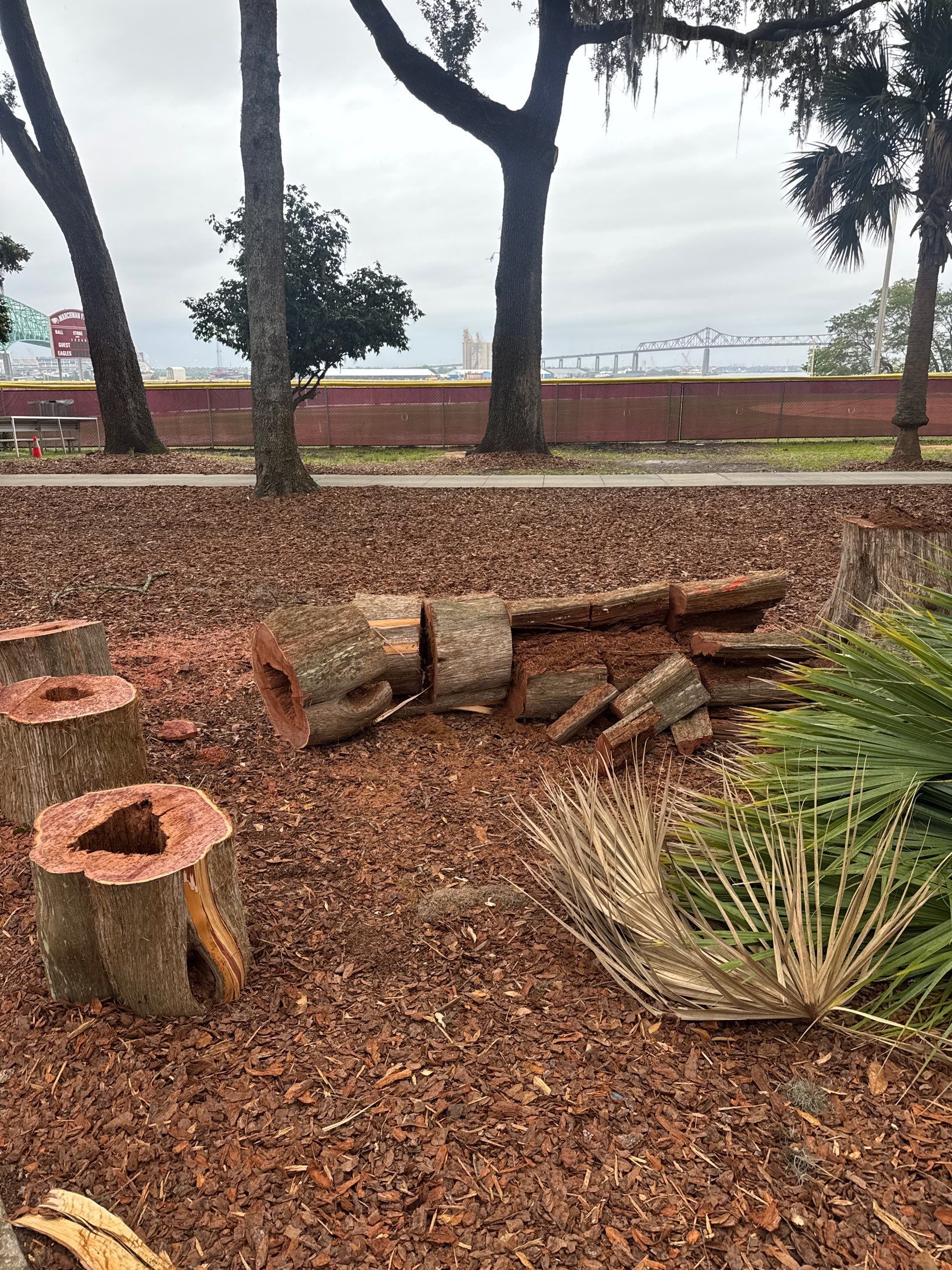 Episcopal School of Jacksonville | Tree Service by ProGreen Services