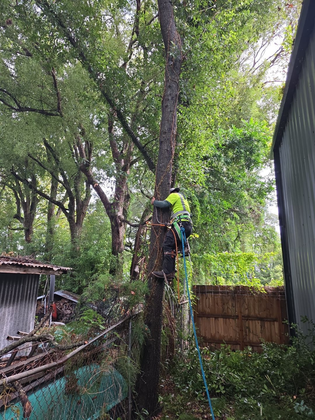 Crash Champions | Tree Removal & Cleanup by ProGreen Services