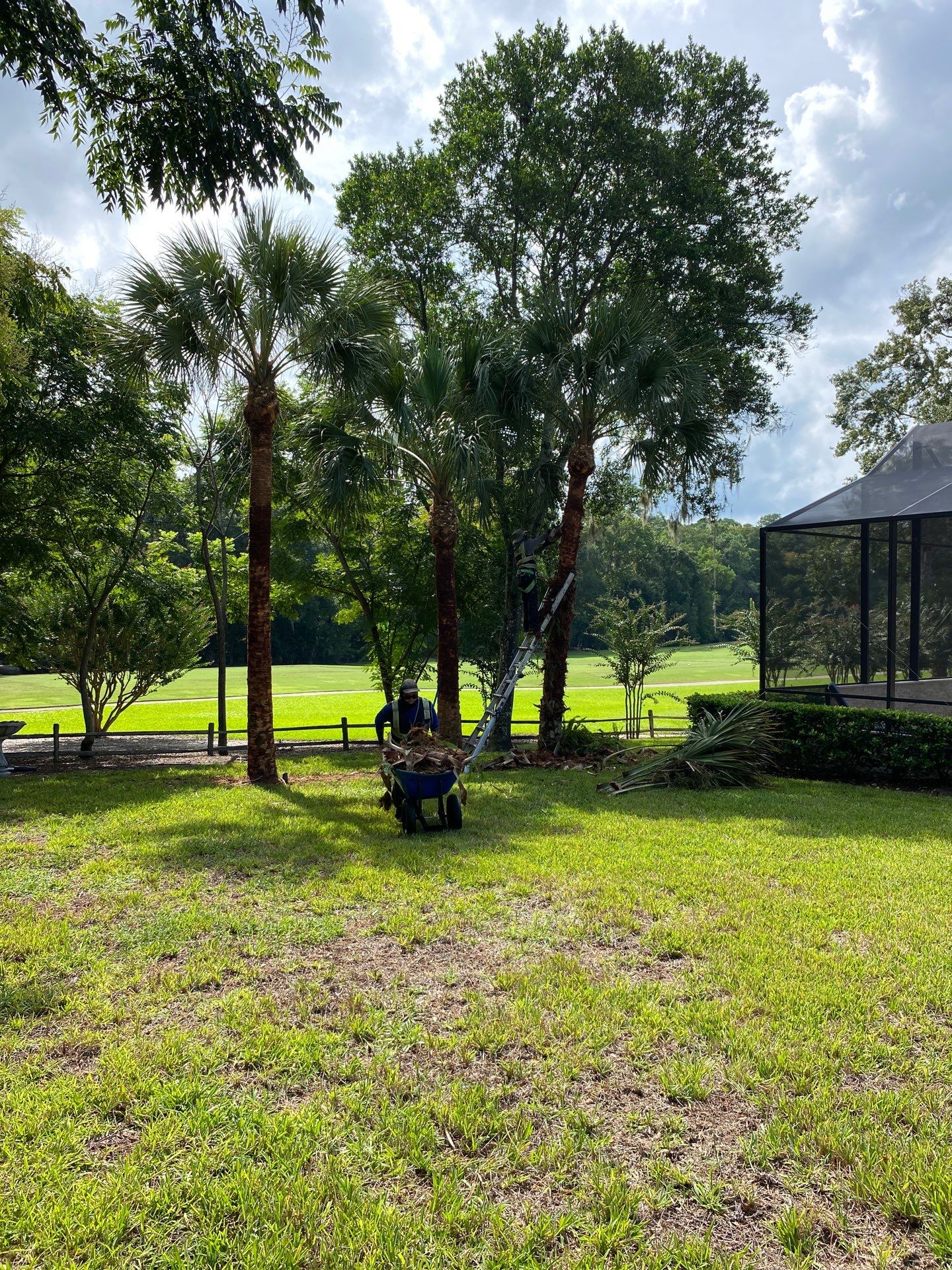 Deerwood Residence | Palm Tree Trimming by ProGreen Services