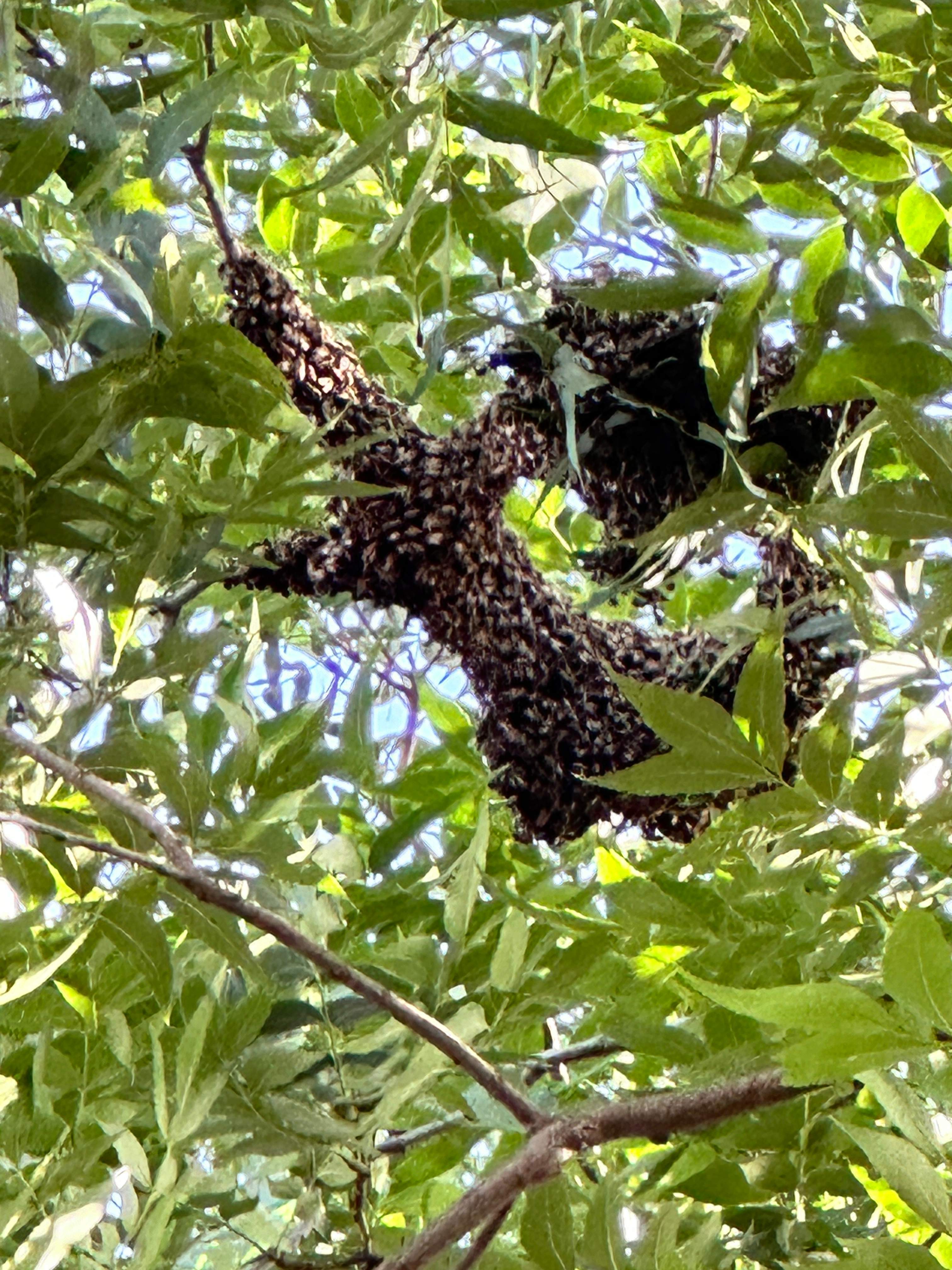 Two More Trees, One More Yard by Rockwall Honey Bee Company