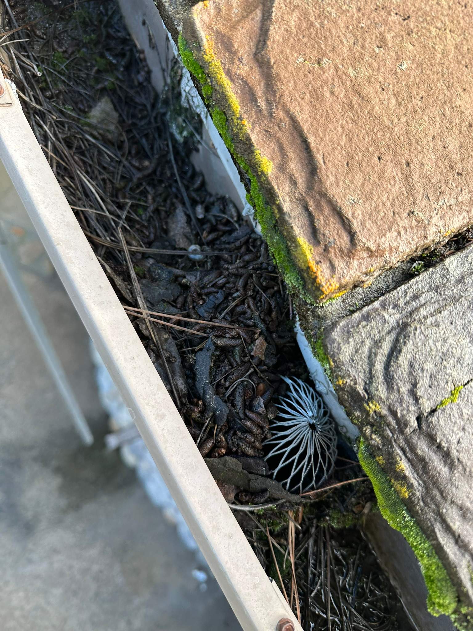 Orange County Gutter Cleaning in Wet Conditions by Property Cleaning Experts