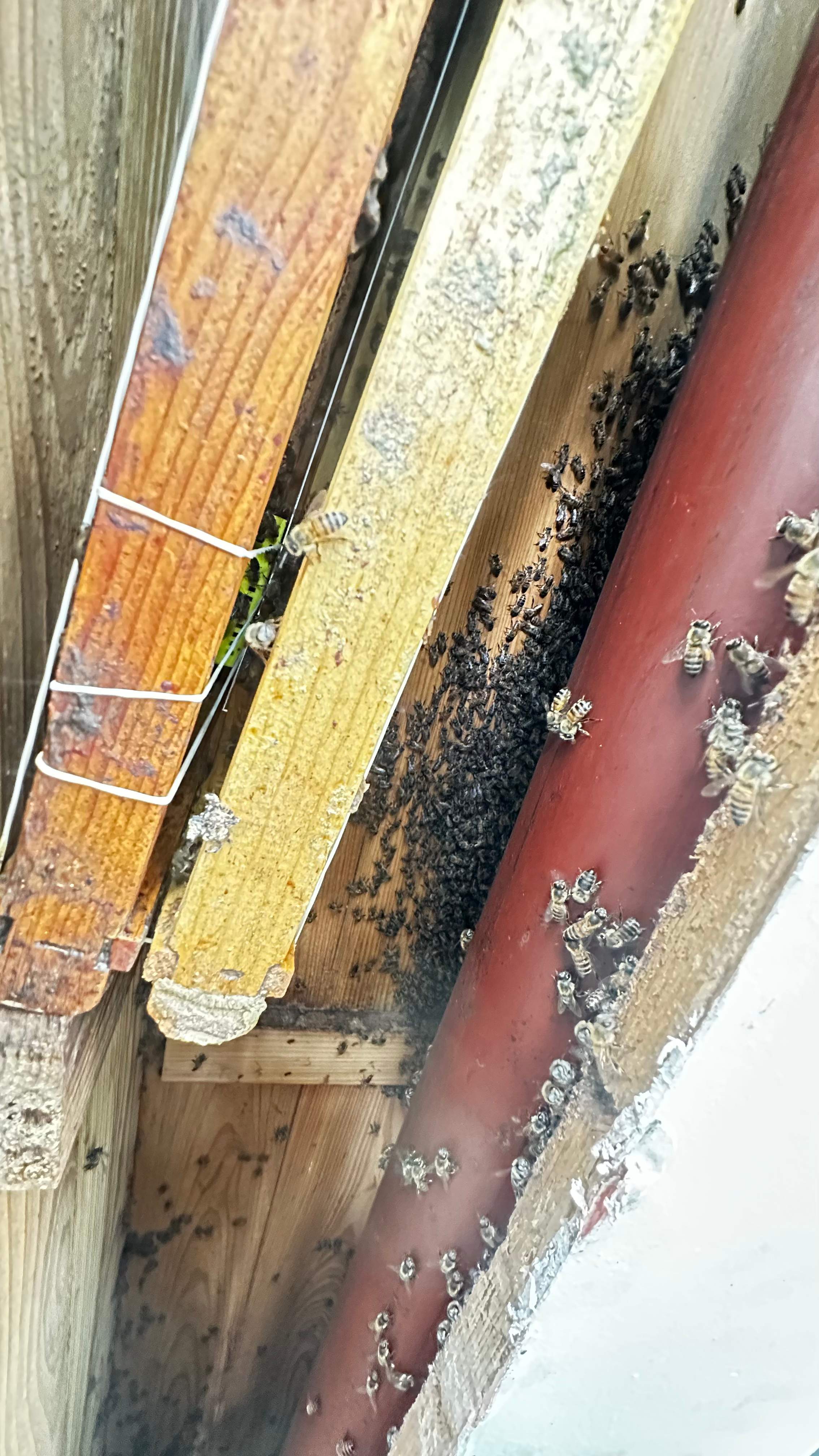 Column Bees by Rockwall Honey Bee Company