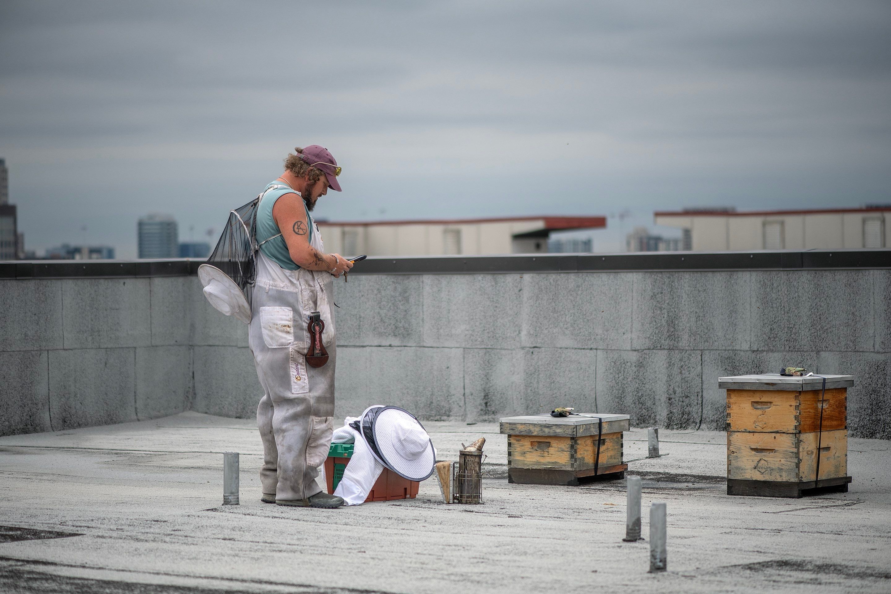 Urban Beekeeping in Dallas by Rockwall Honey Bee Company