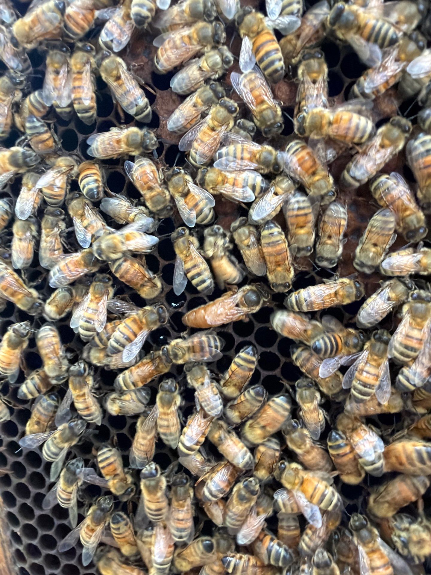 Industrial Bees by Rockwall Honey Bee Company